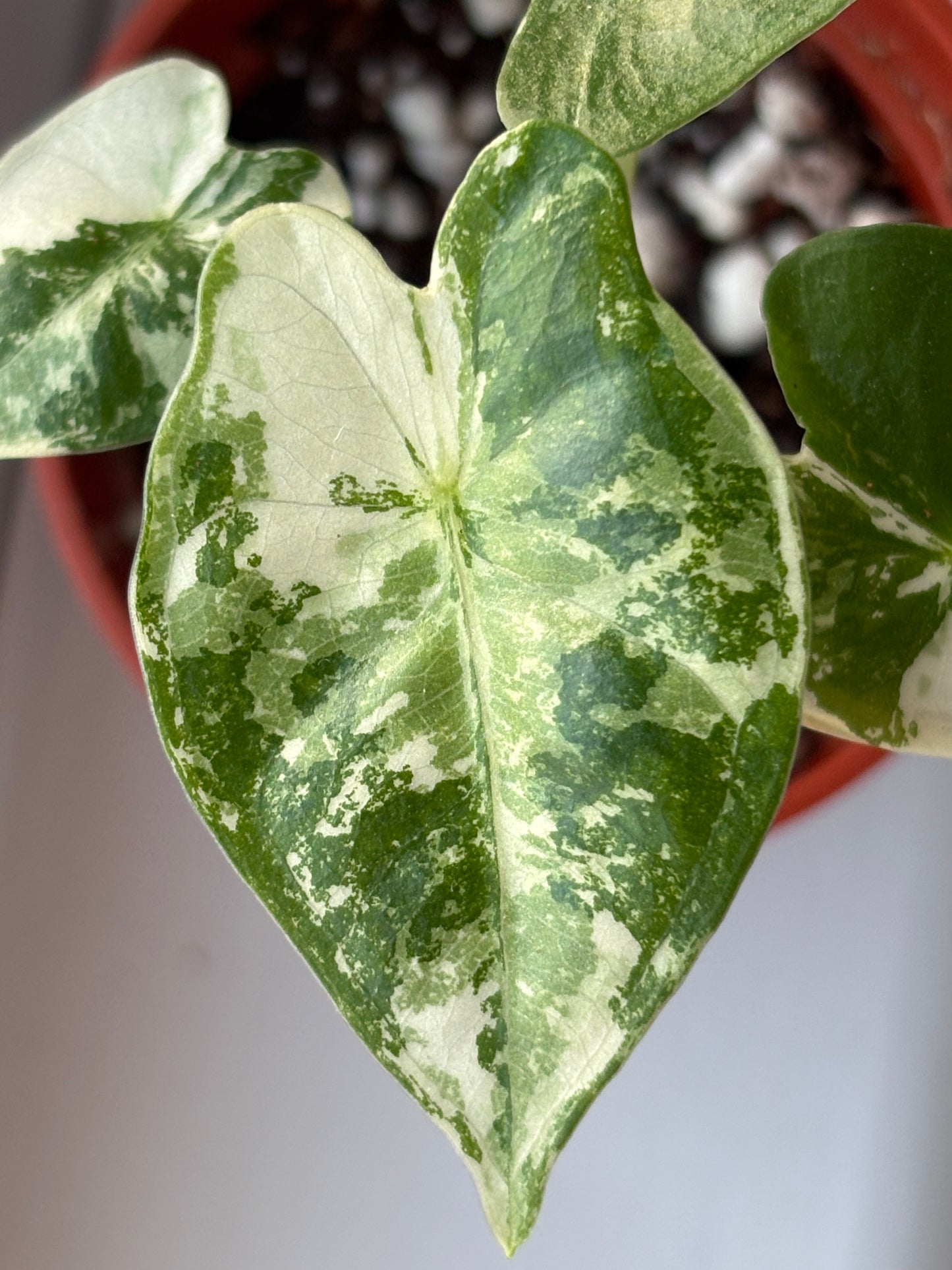 Alocasia Frydek Albo Variegated #7
