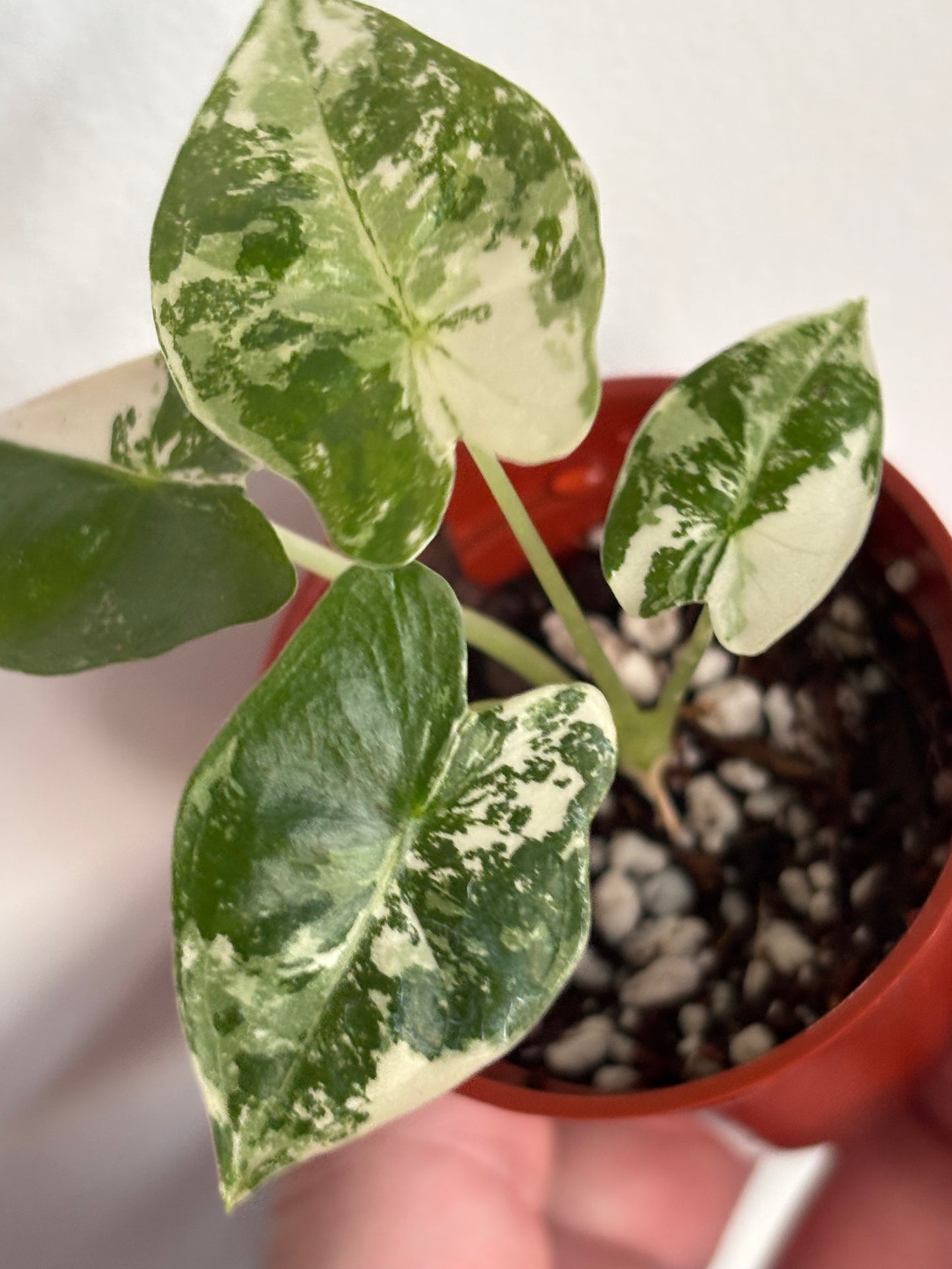 Alocasia Frydek Albo Variegated #7