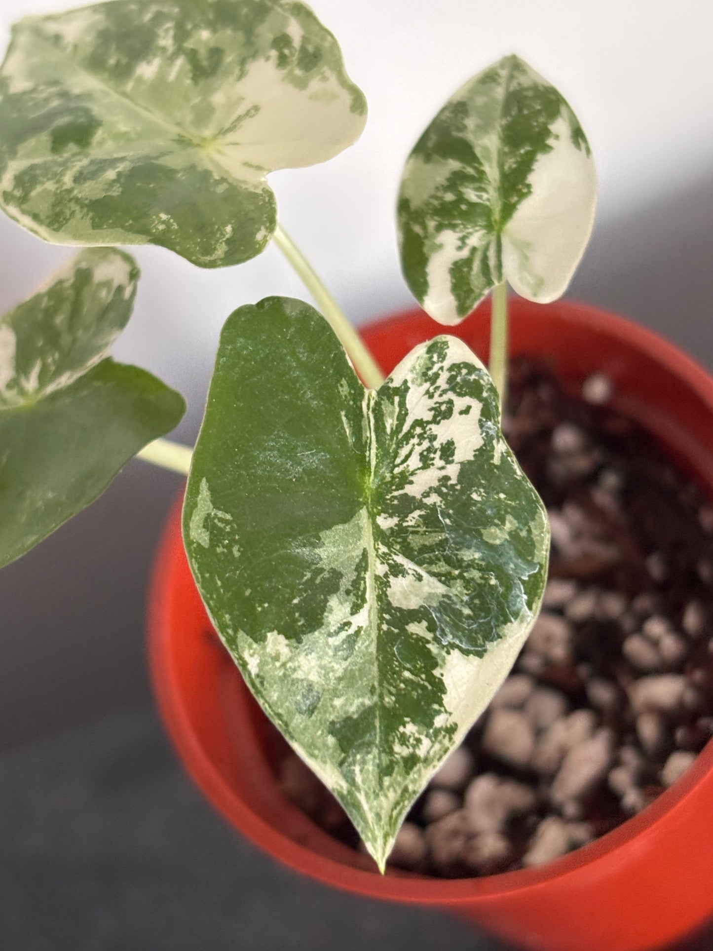 Alocasia Frydek Albo Variegated #7