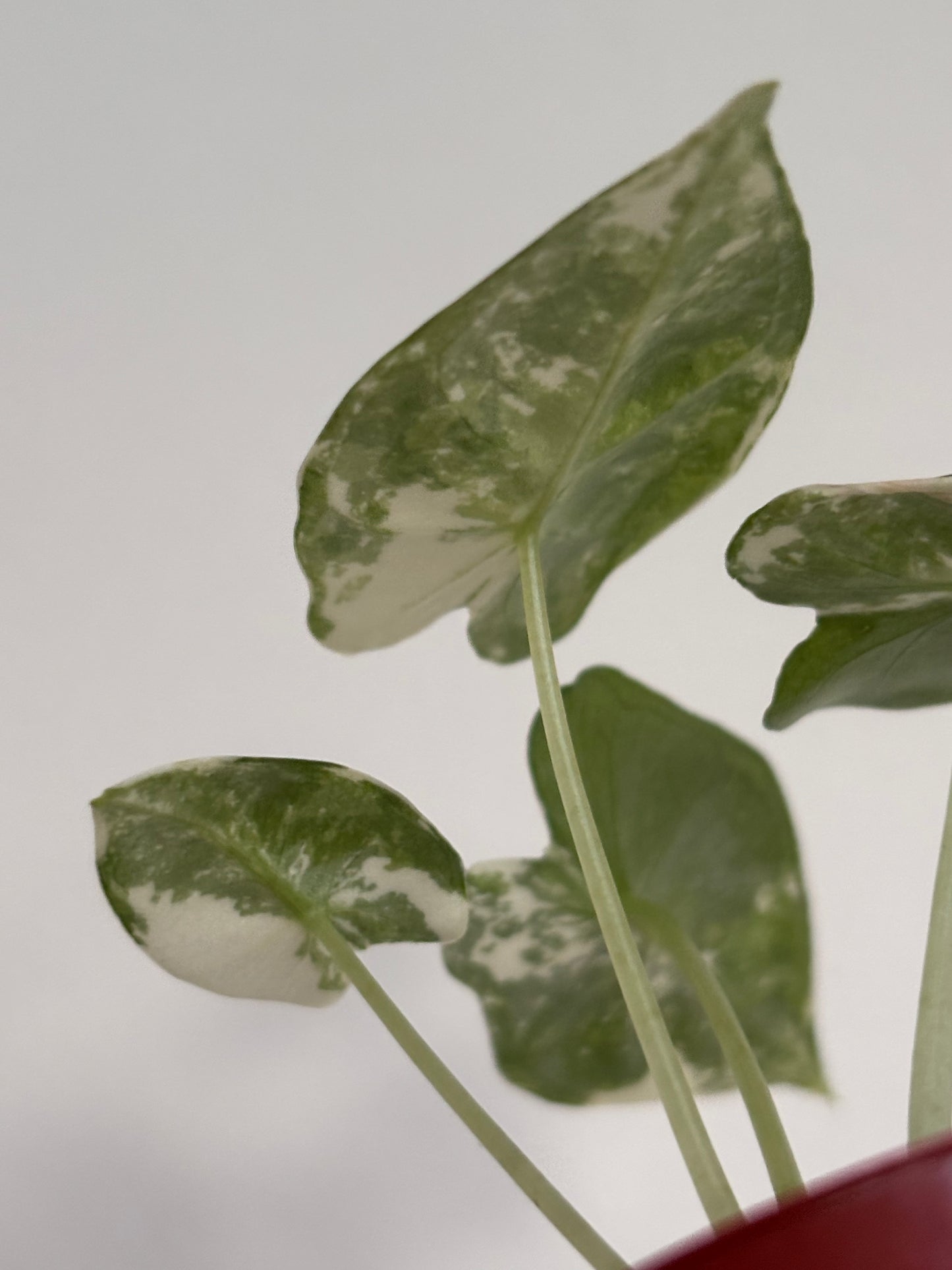 Alocasia Frydek Albo Variegated #7