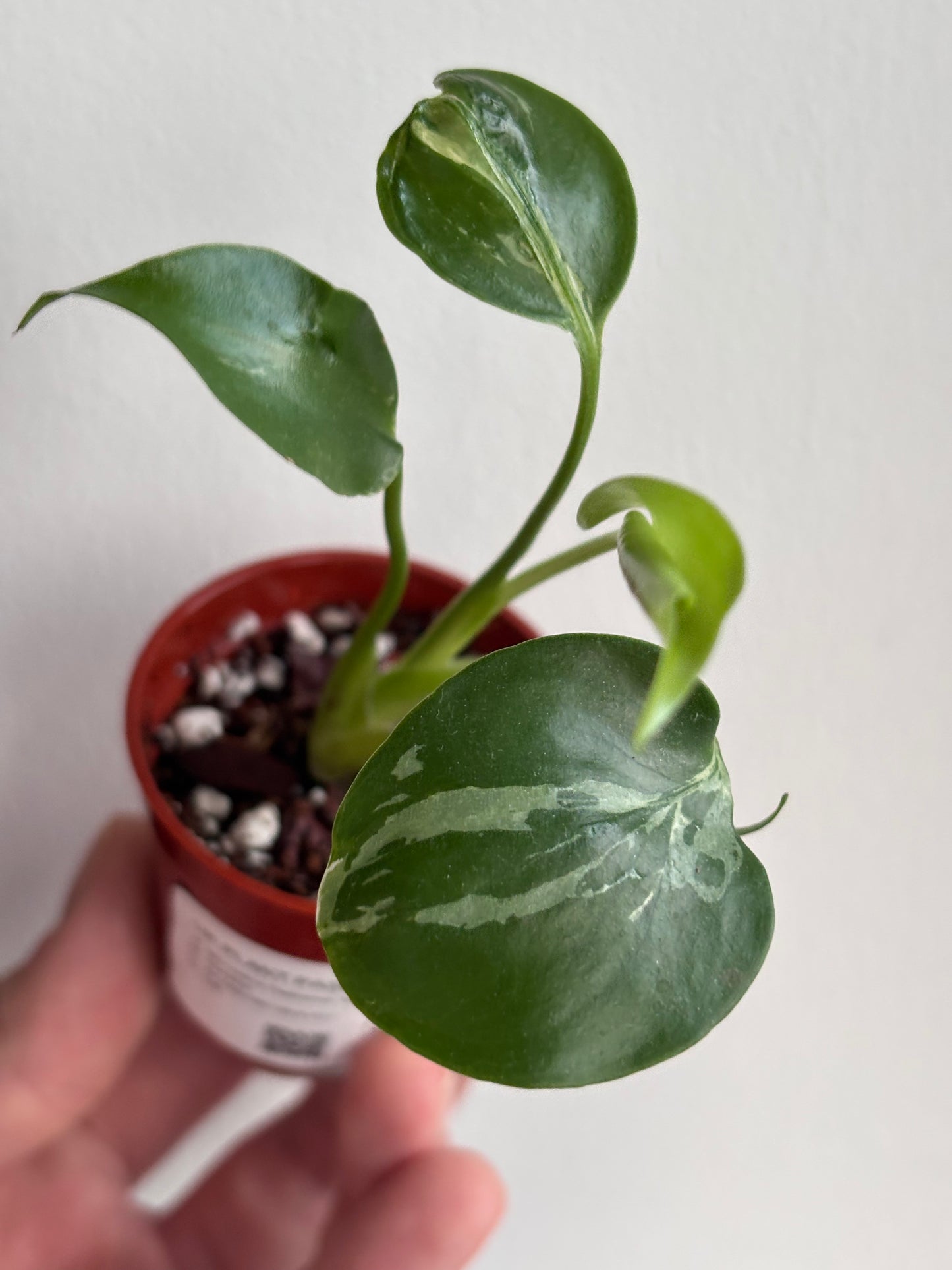 Monstera Deliciosa Bulbasaur #7
