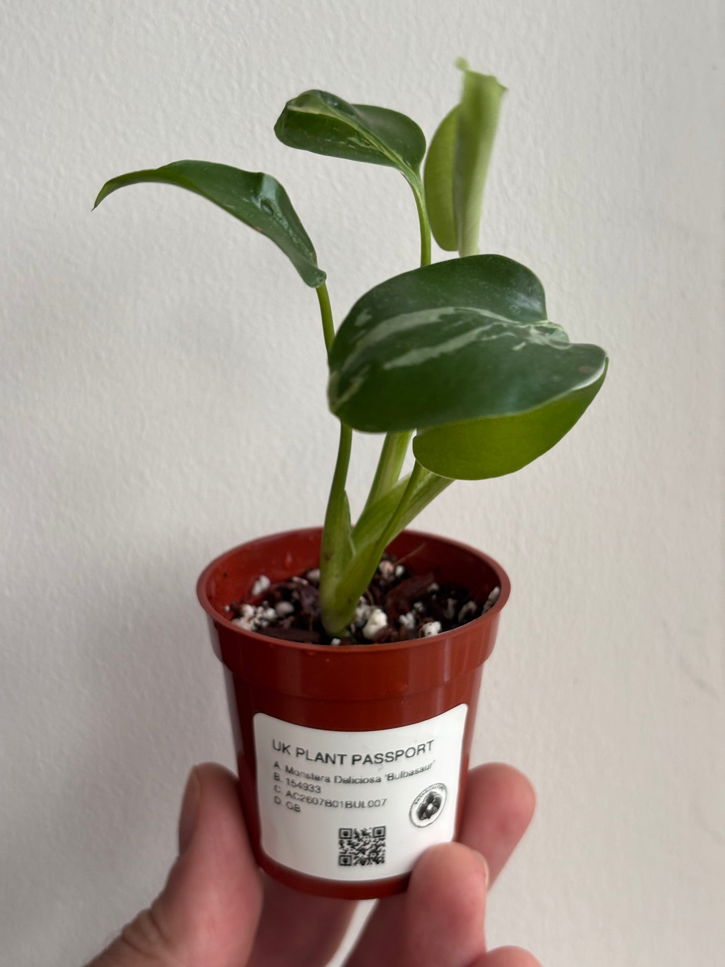 Monstera Deliciosa Bulbasaur #7