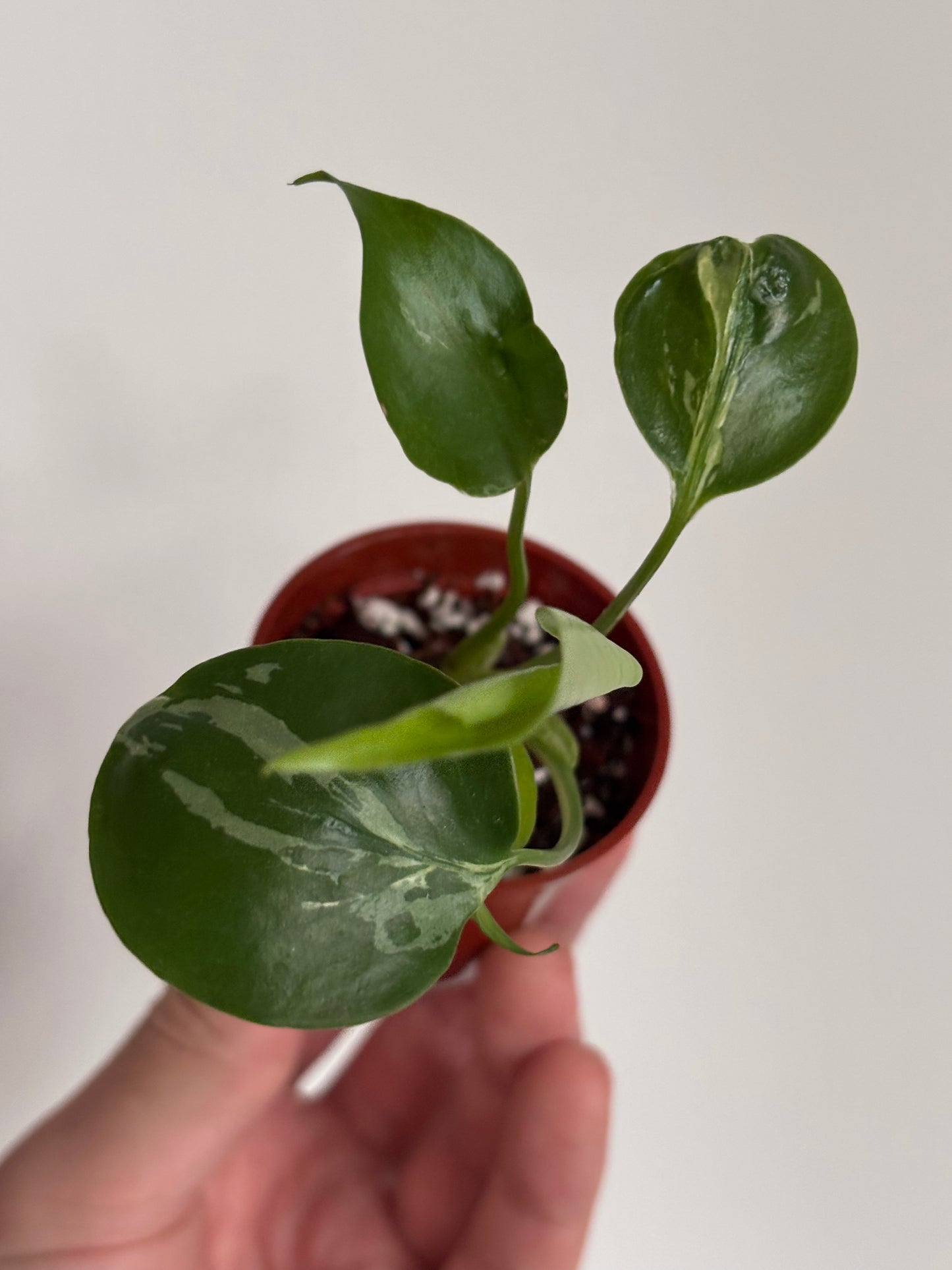Monstera Deliciosa Bulbasaur #7