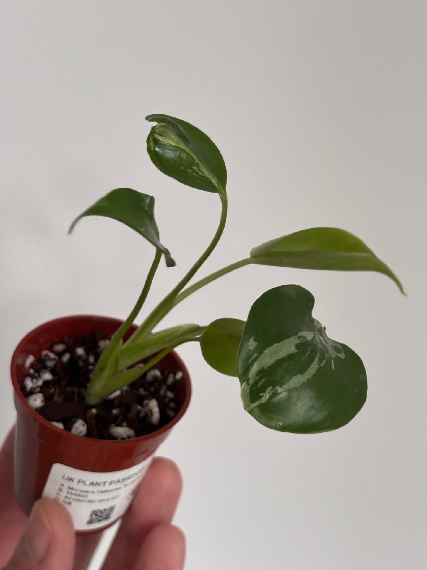 Monstera Deliciosa Bulbasaur #7