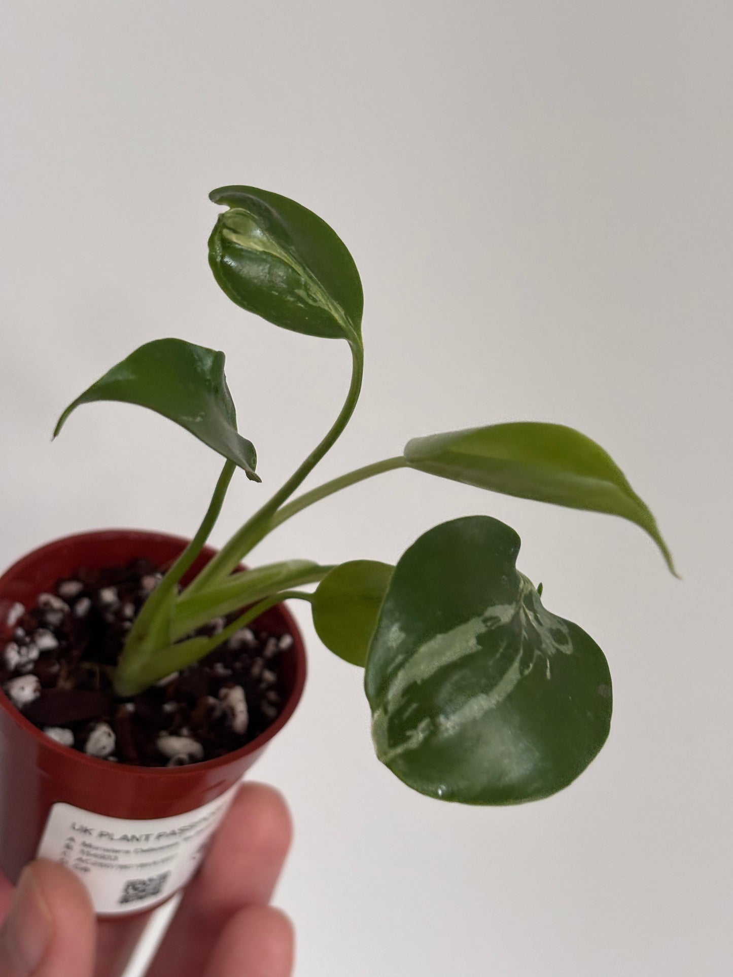 Monstera Deliciosa Bulbasaur #7