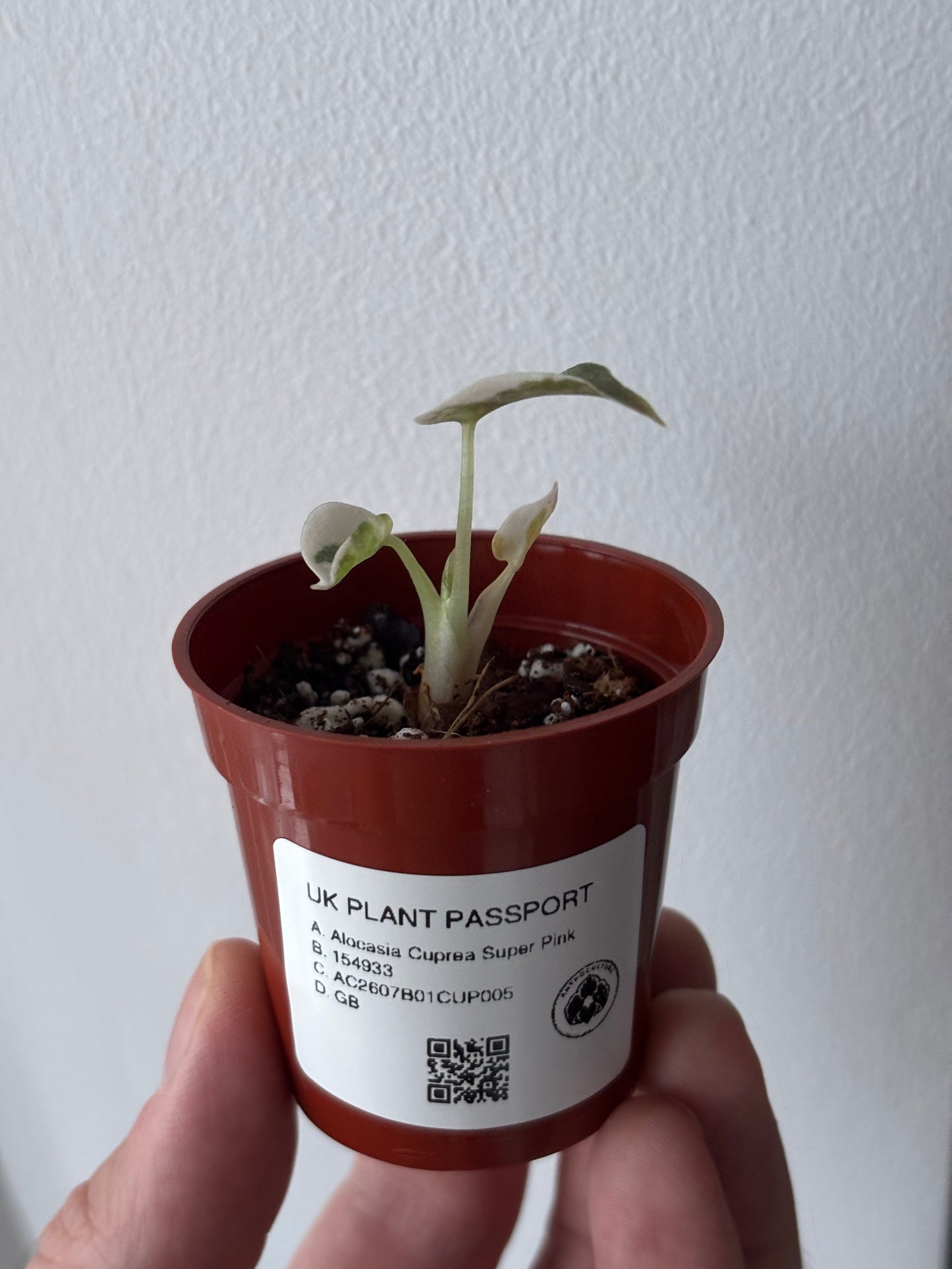 Alocasia Cuprea Super Pink Variegated #05
