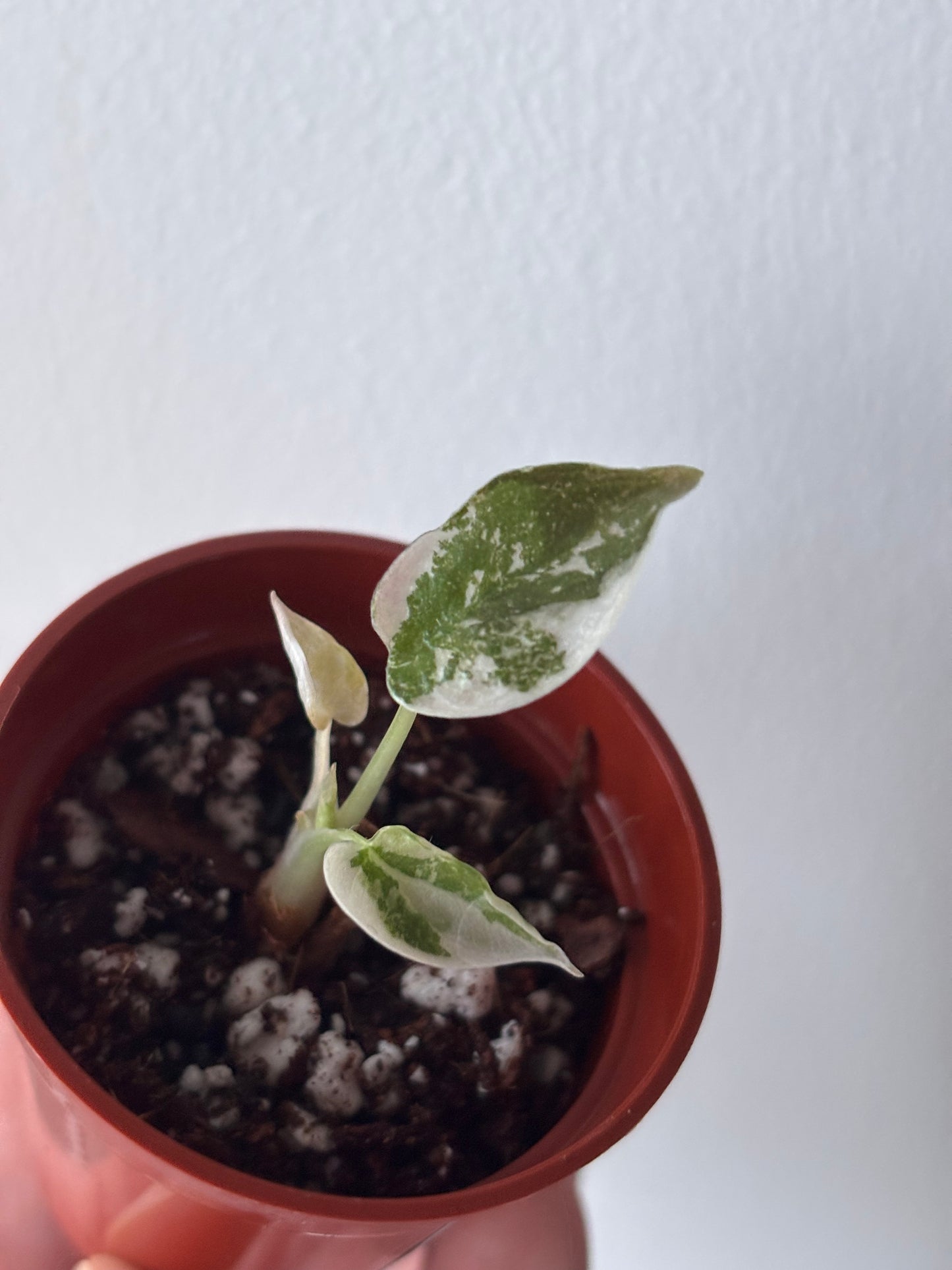 Alocasia Cuprea Super Pink Variegated #05