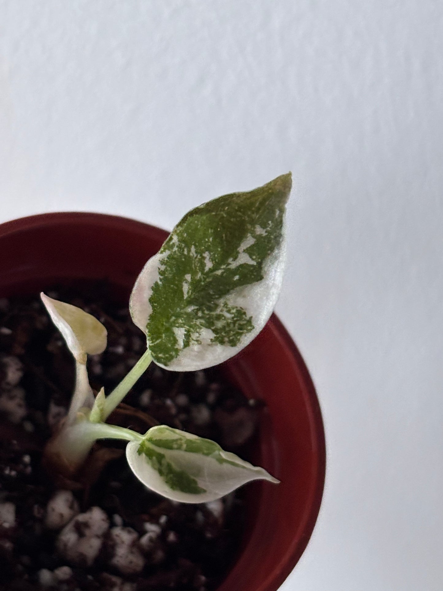 Alocasia Cuprea Super Pink Variegated #05
