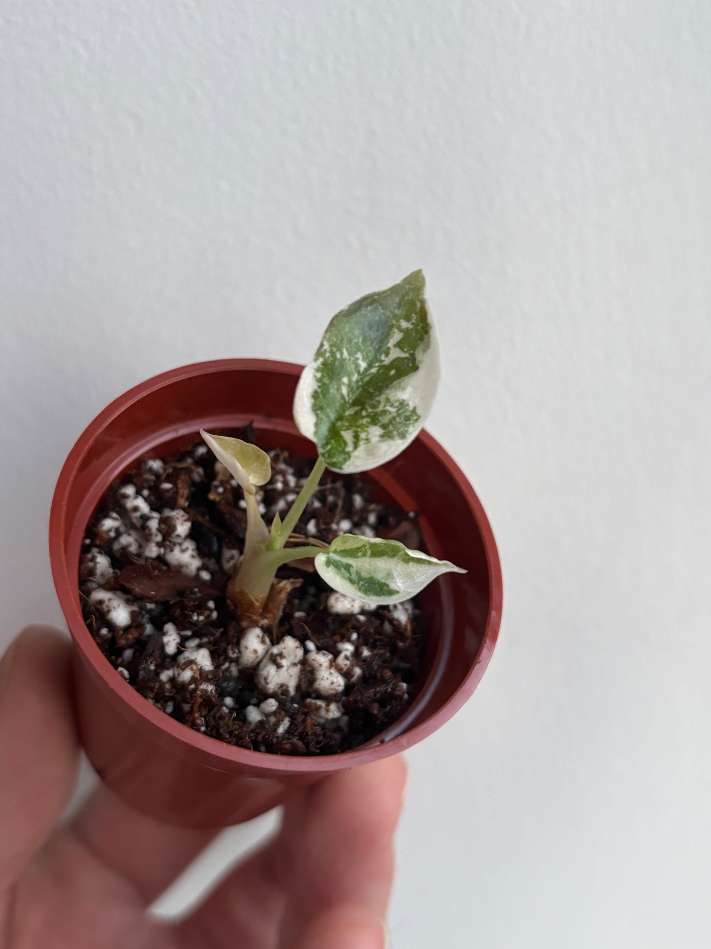 Alocasia Cuprea Super Pink Variegated #05
