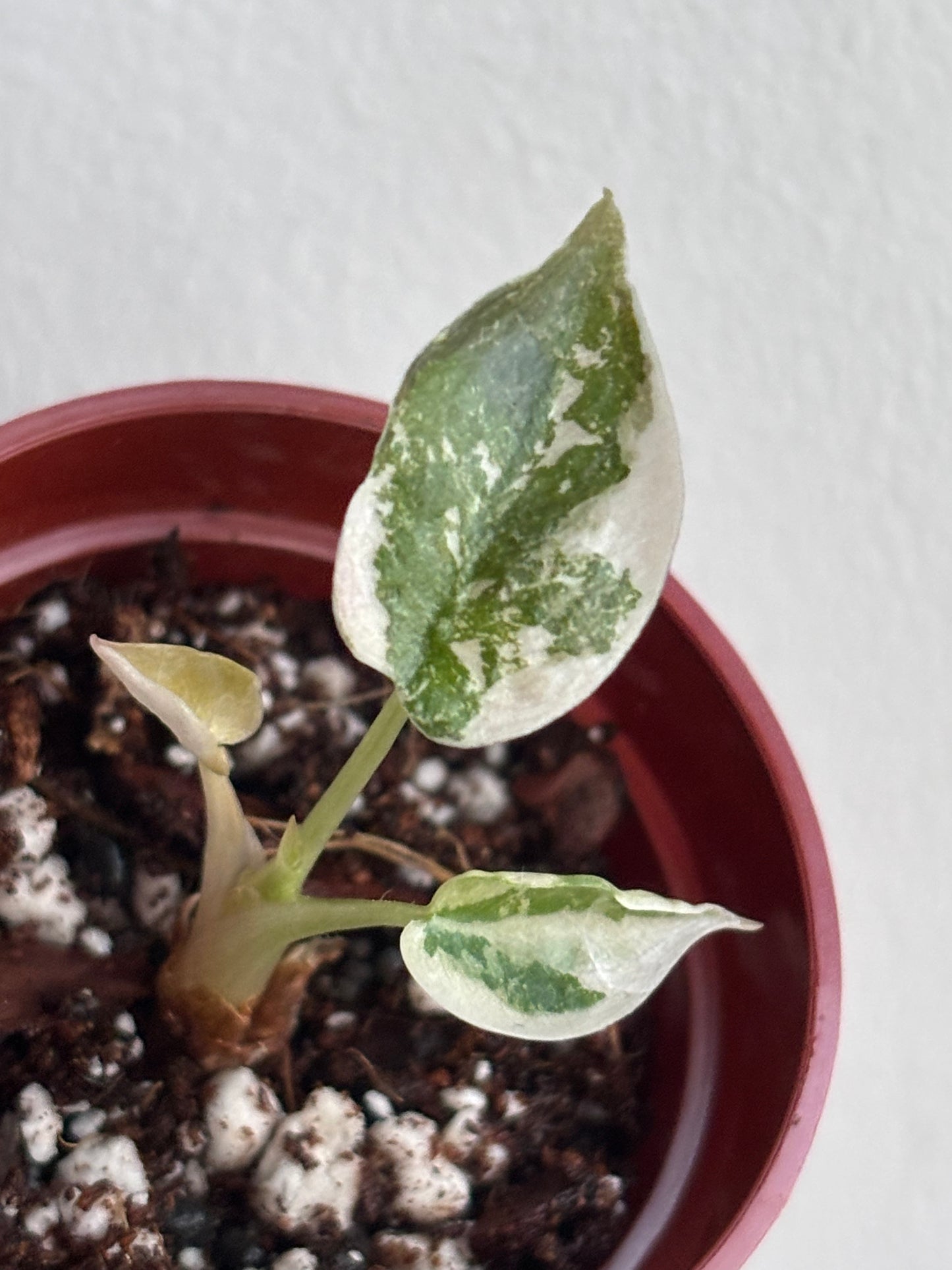 Alocasia Cuprea Super Pink Variegated #05