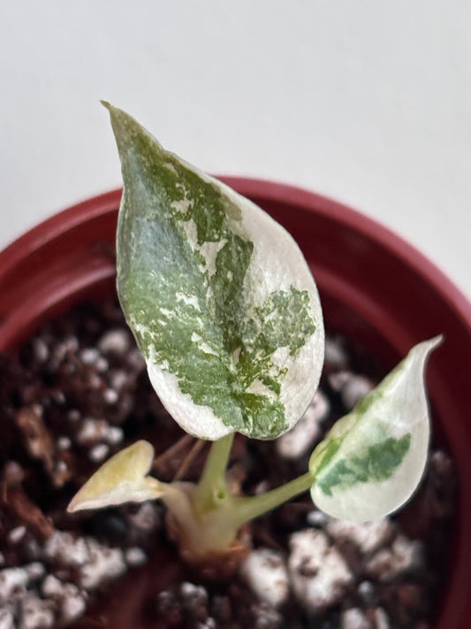 Alocasia Cuprea Super Pink Variegated #05
