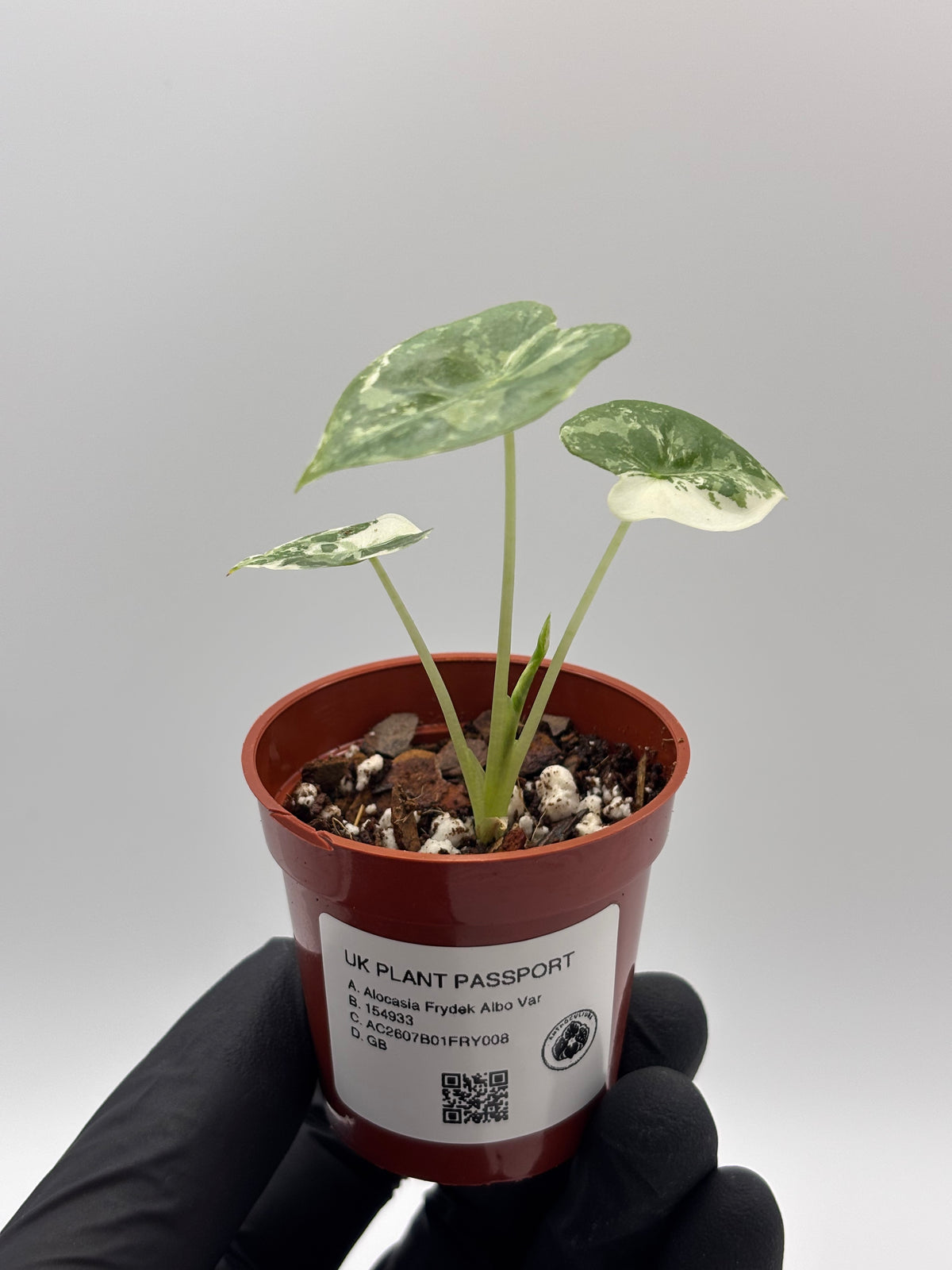 Alocasia Frydek Albo Variegated #8