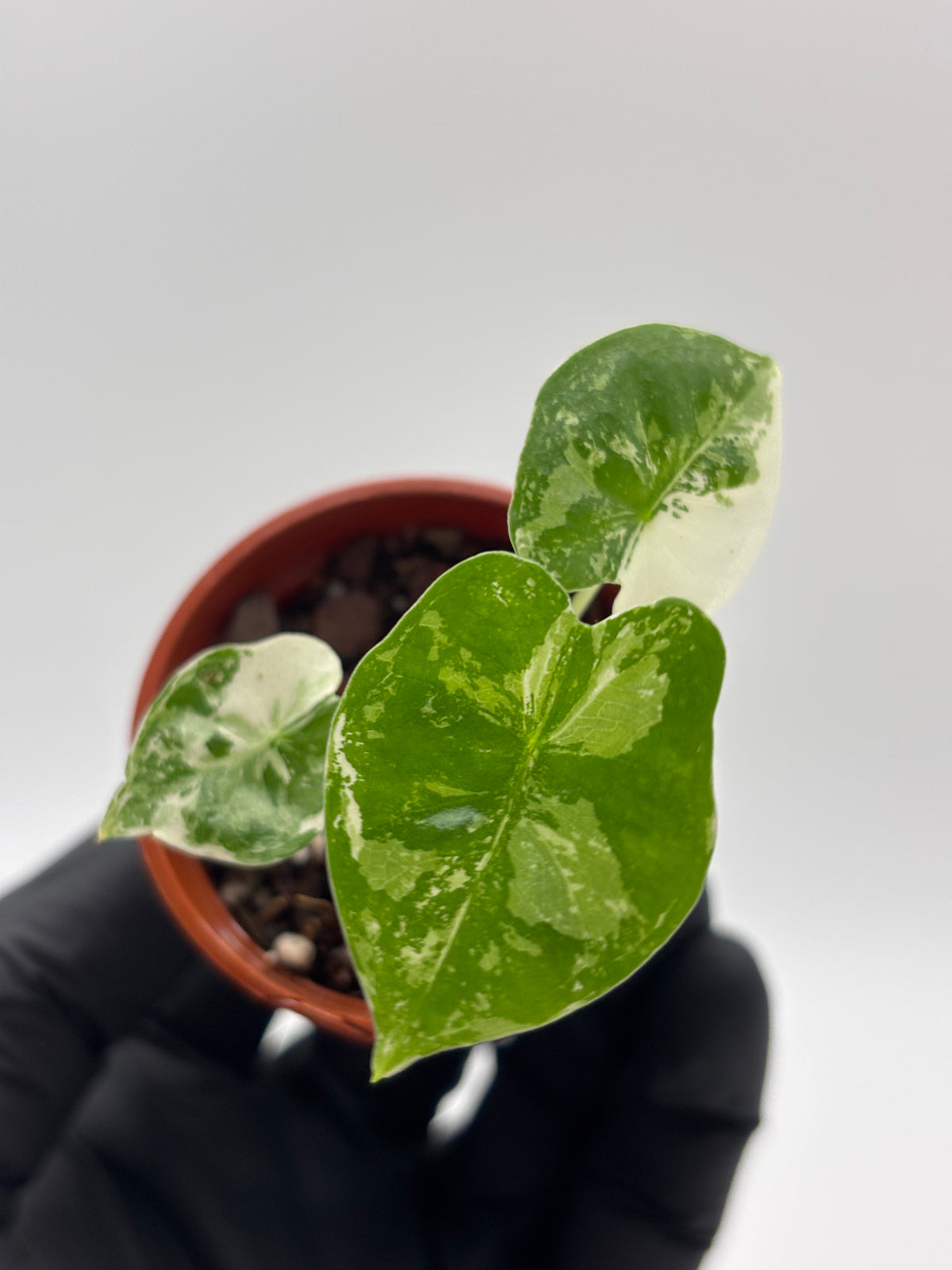 Alocasia Frydek Albo Variegated #8