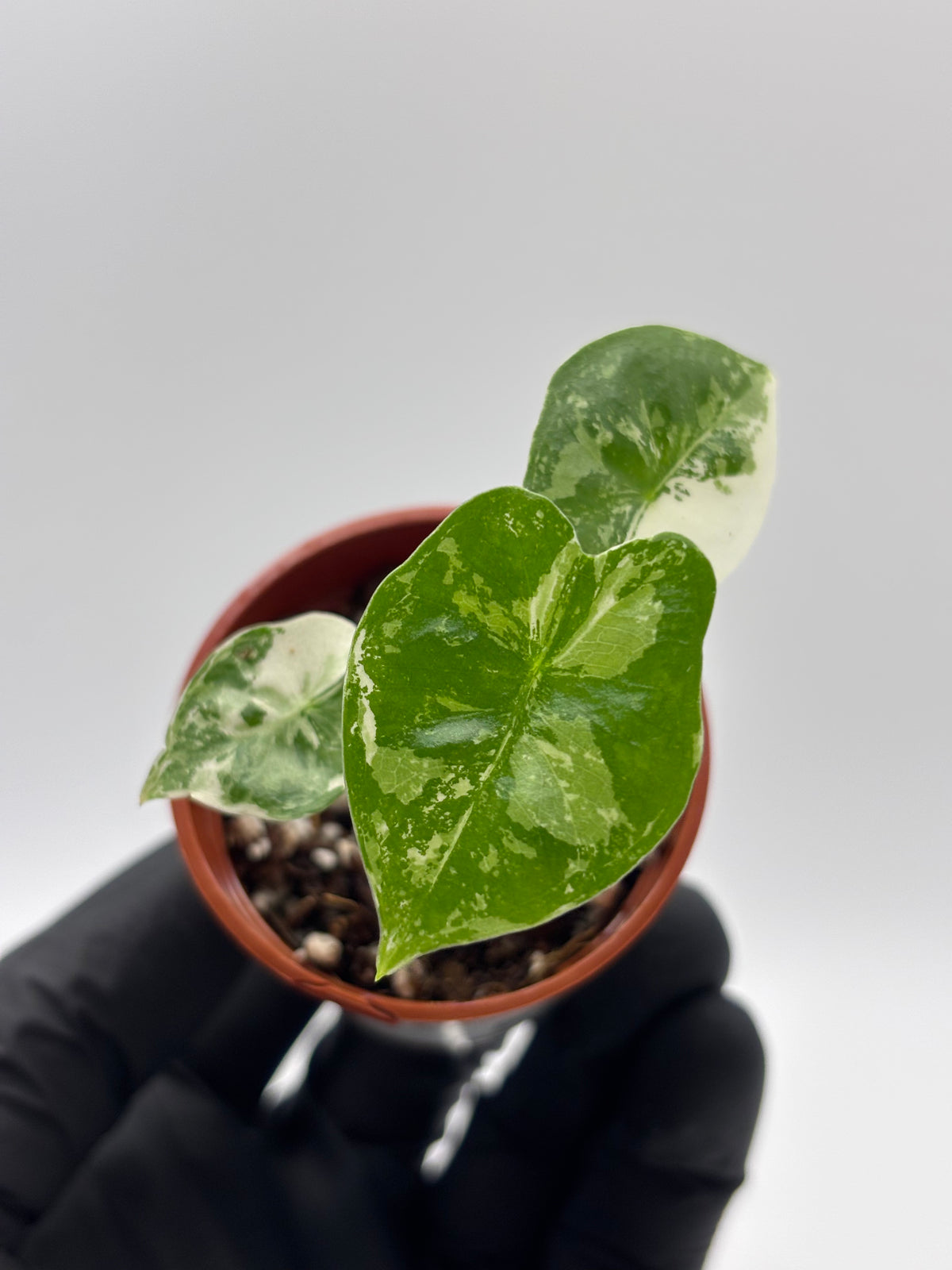 Alocasia Frydek Albo Variegated #8