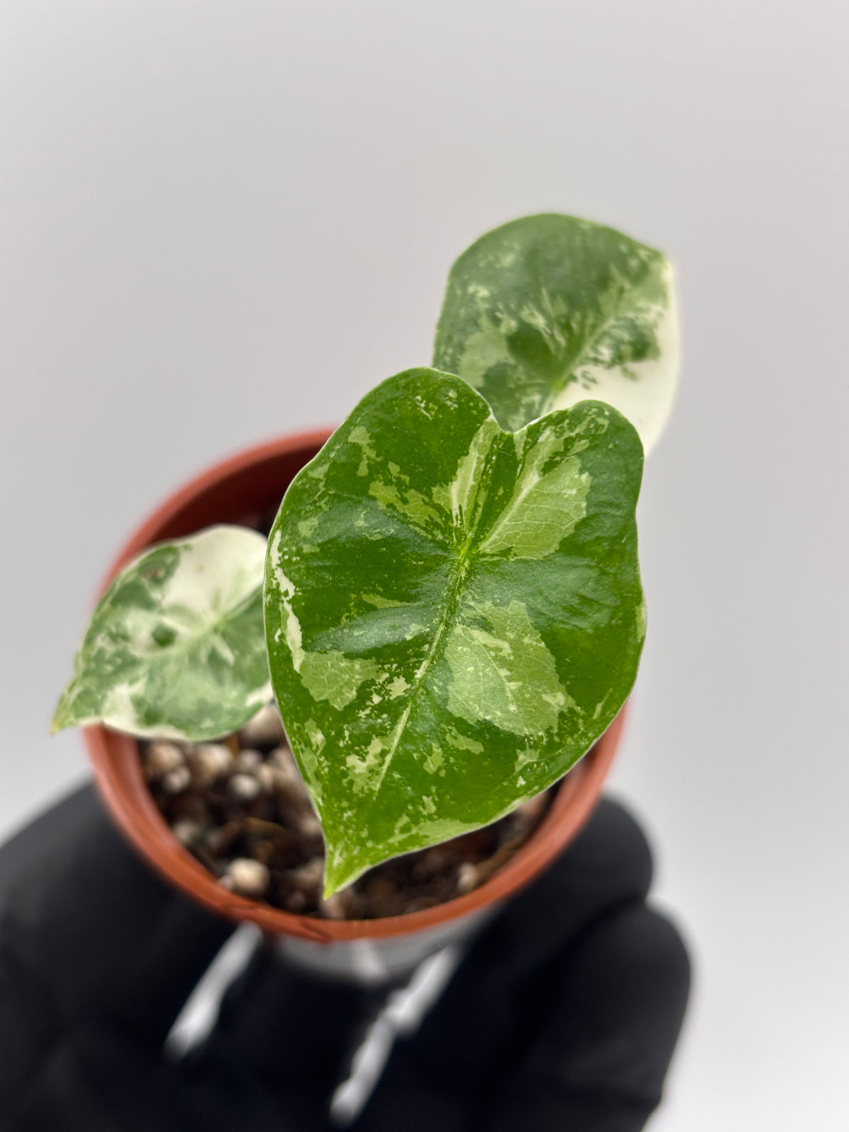Alocasia Frydek Albo Variegated #8