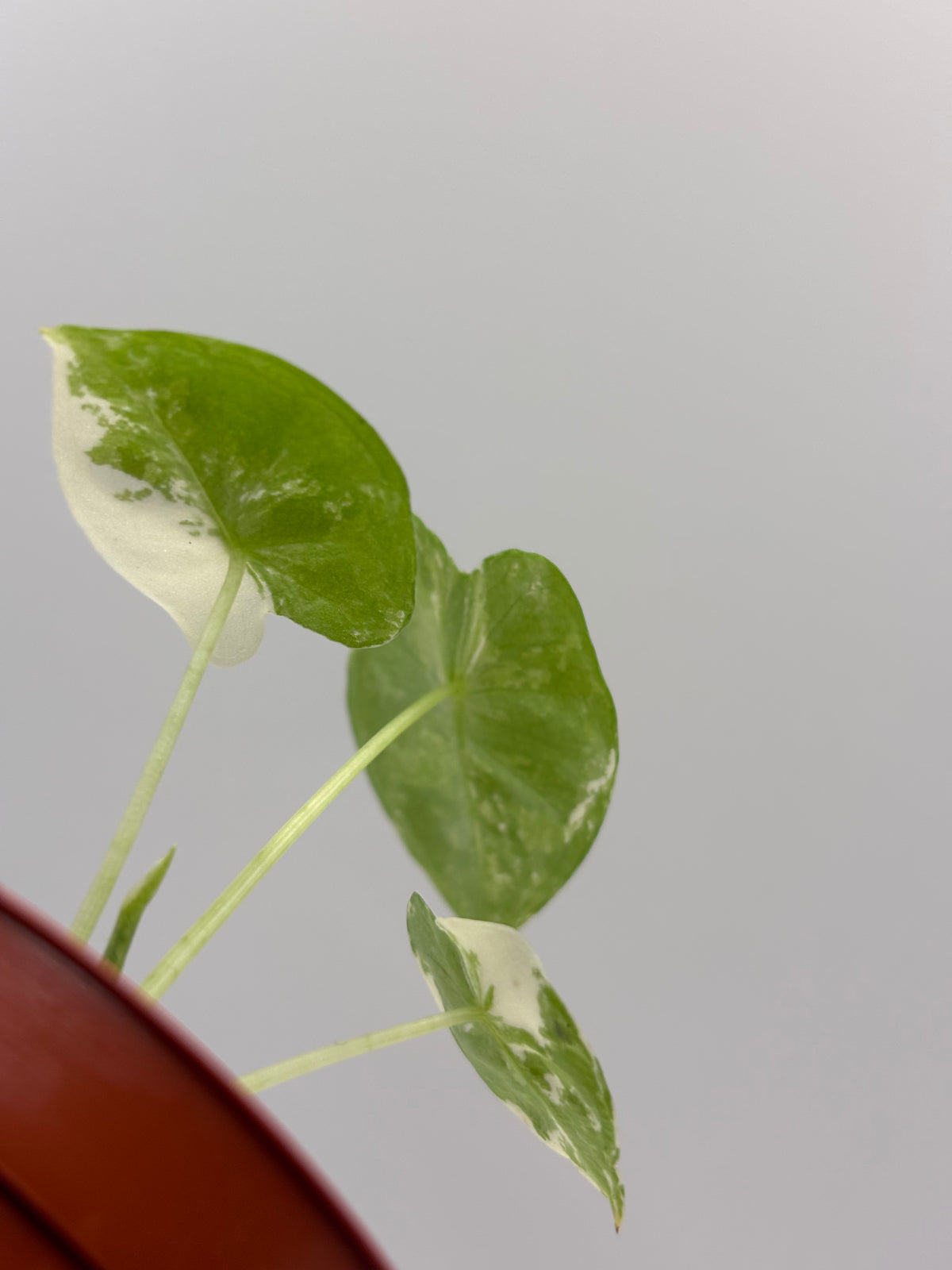 Alocasia Frydek Albo Variegated #8