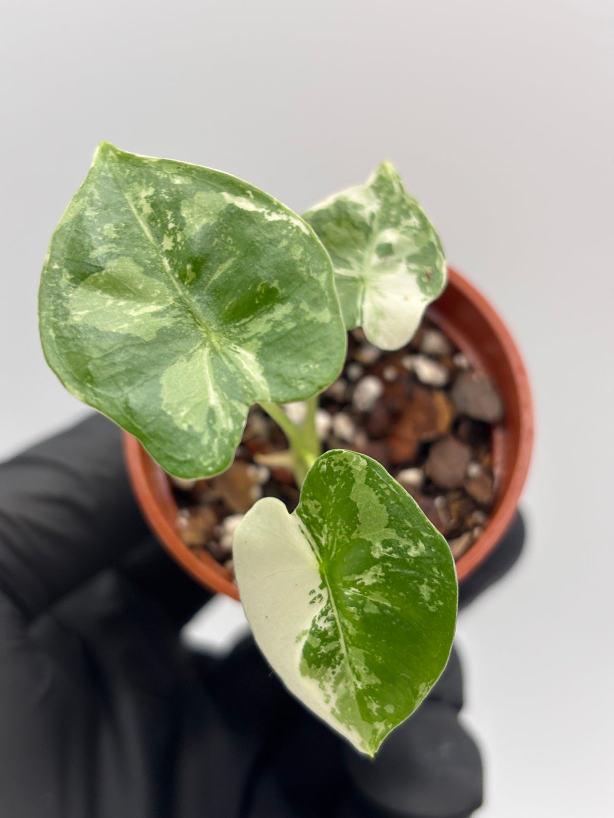 Alocasia Frydek Albo Variegated #8