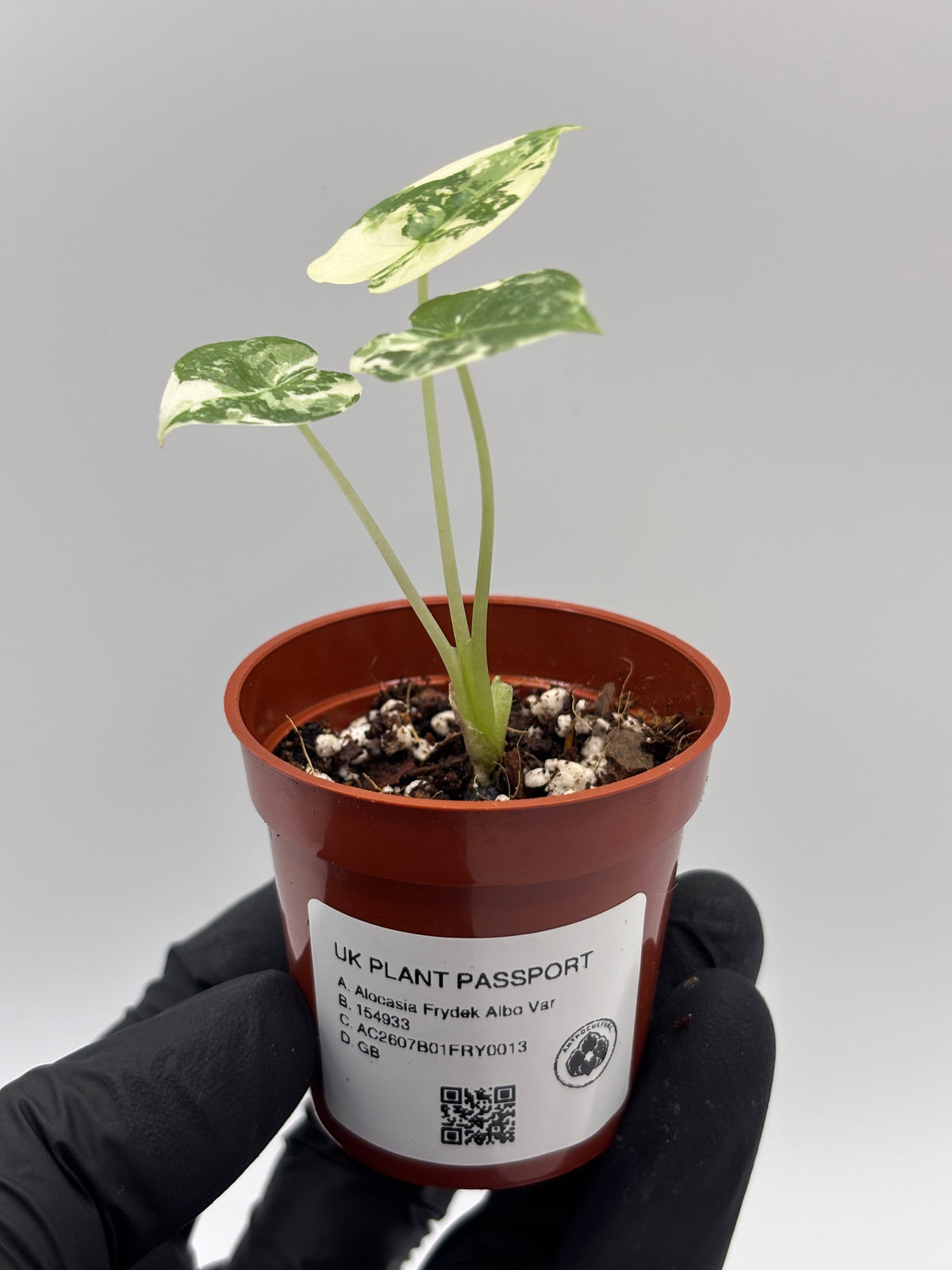 Alocasia Frydek Albo Variegated #13