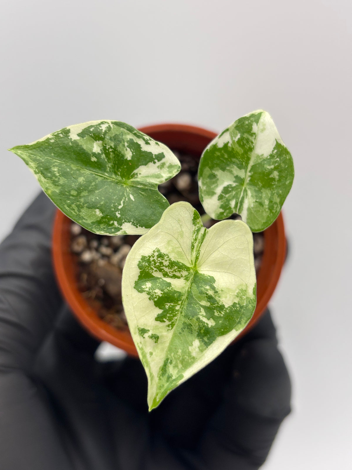 Alocasia Frydek Albo Variegated #13