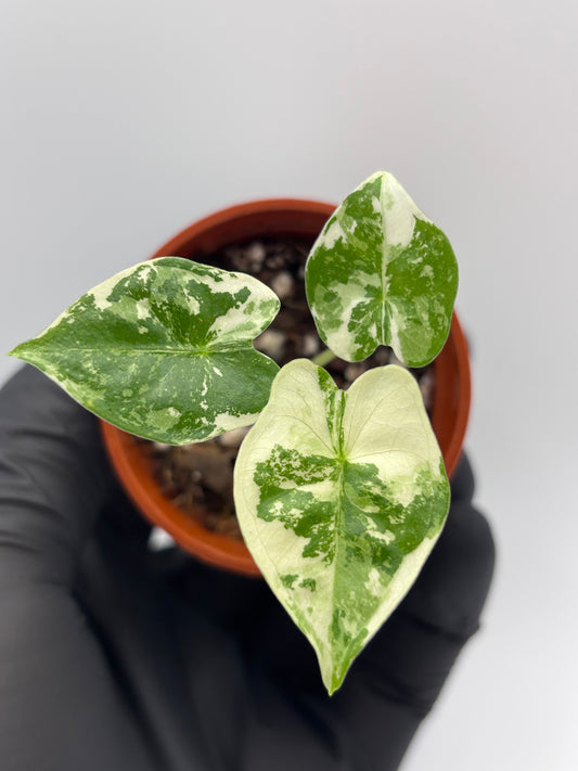 Alocasia Frydek Albo Variegated #13