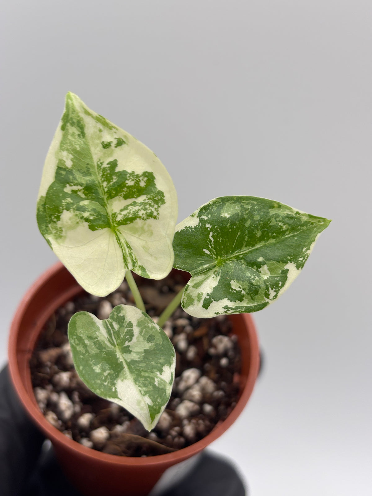 Alocasia Frydek Albo Variegated #13
