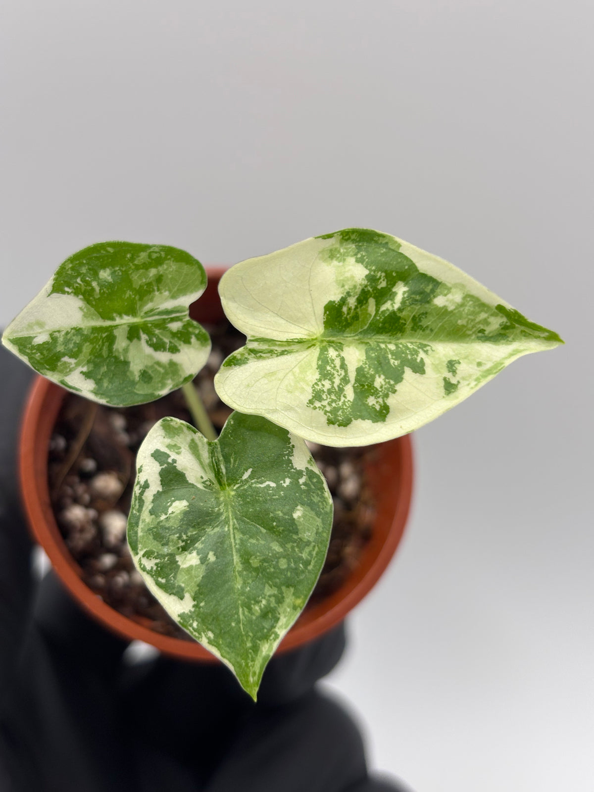 Alocasia Frydek Albo Variegated #13