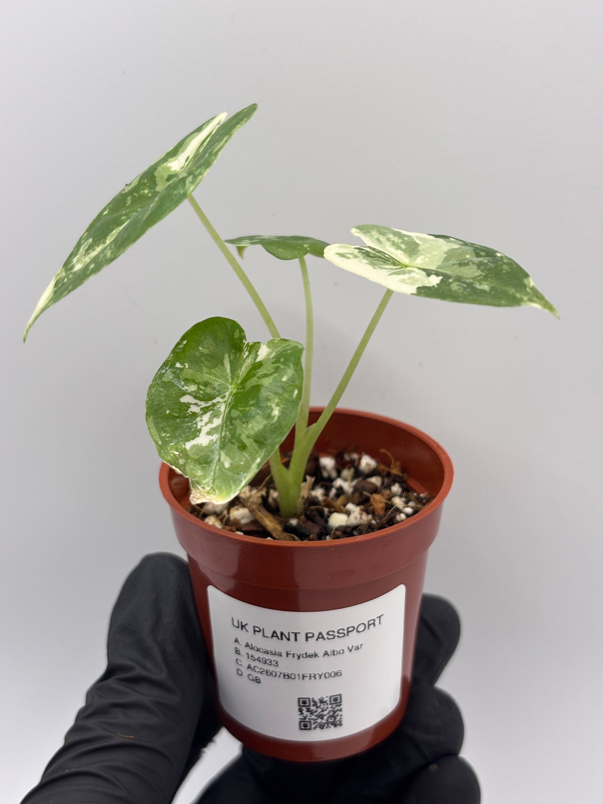 Alocasia Frydek Albo Variegated #6