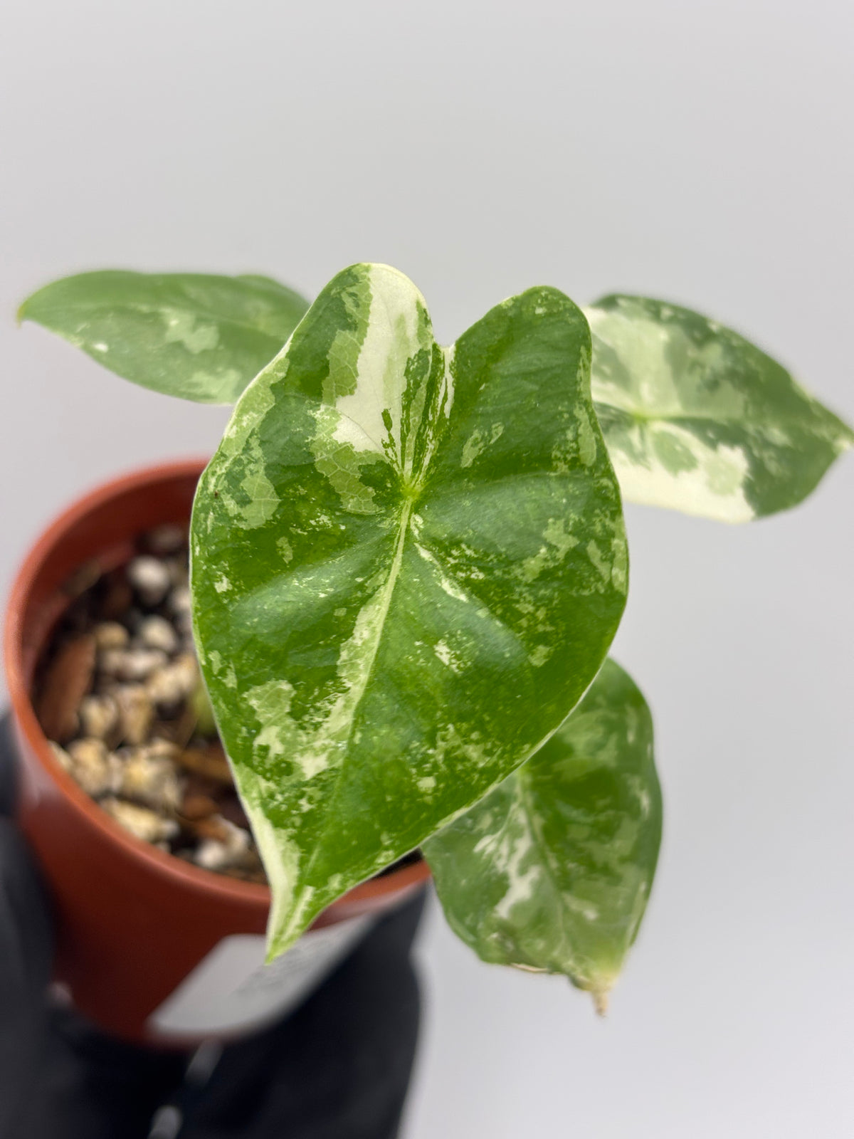 Alocasia Frydek Albo Variegated #6