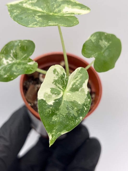 Alocasia Frydek Albo Variegated #6