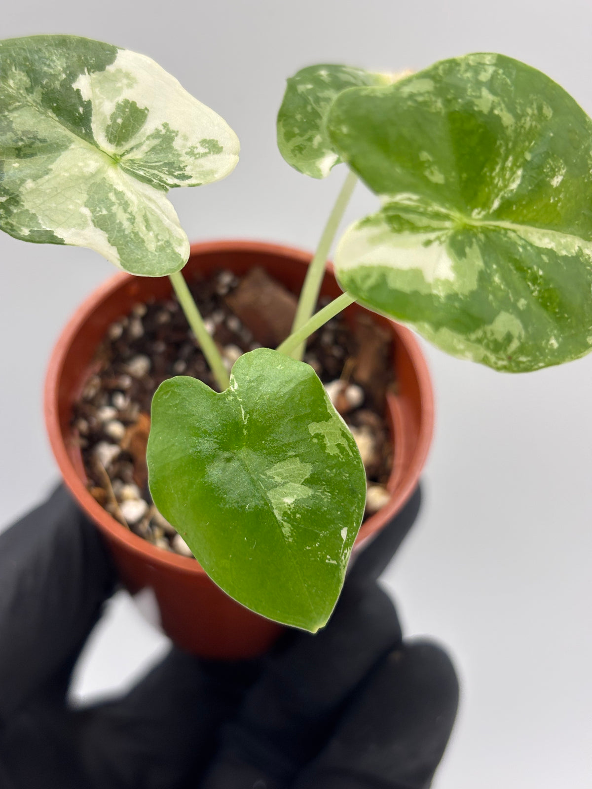 Alocasia Frydek Albo Variegated #6