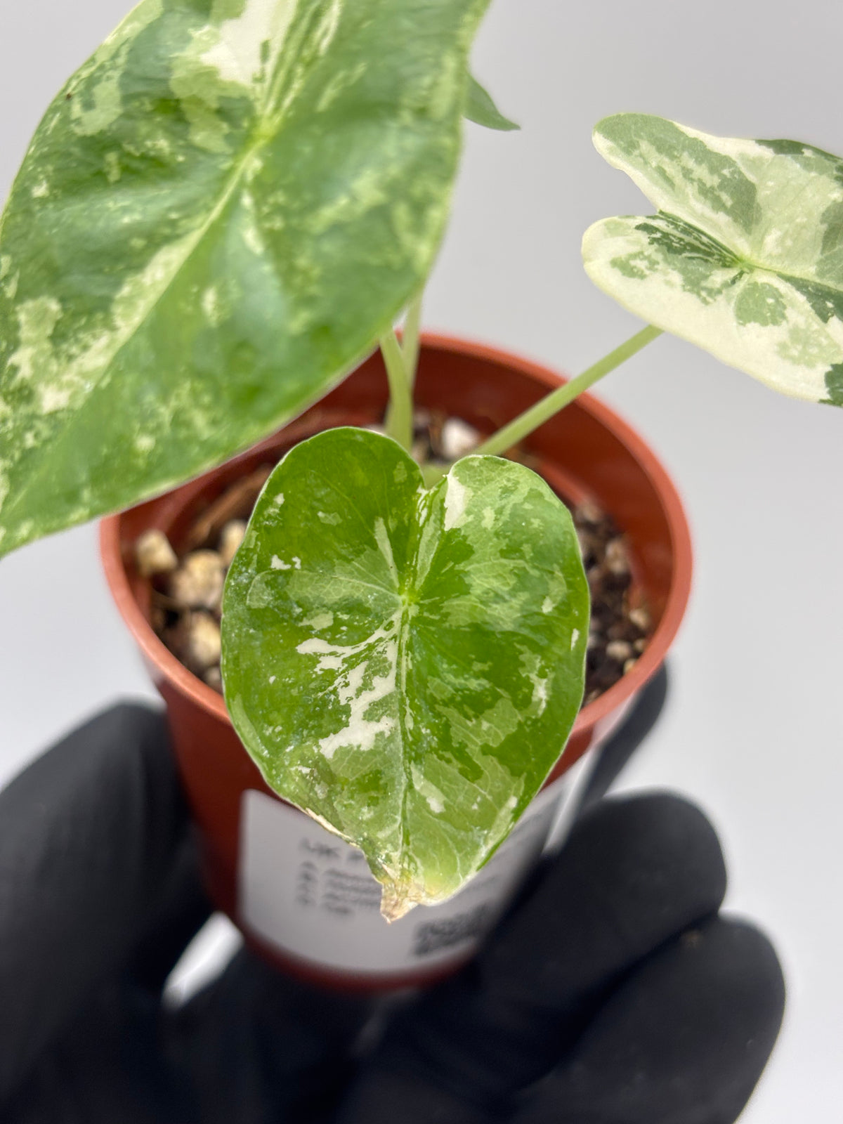 Alocasia Frydek Albo Variegated #6