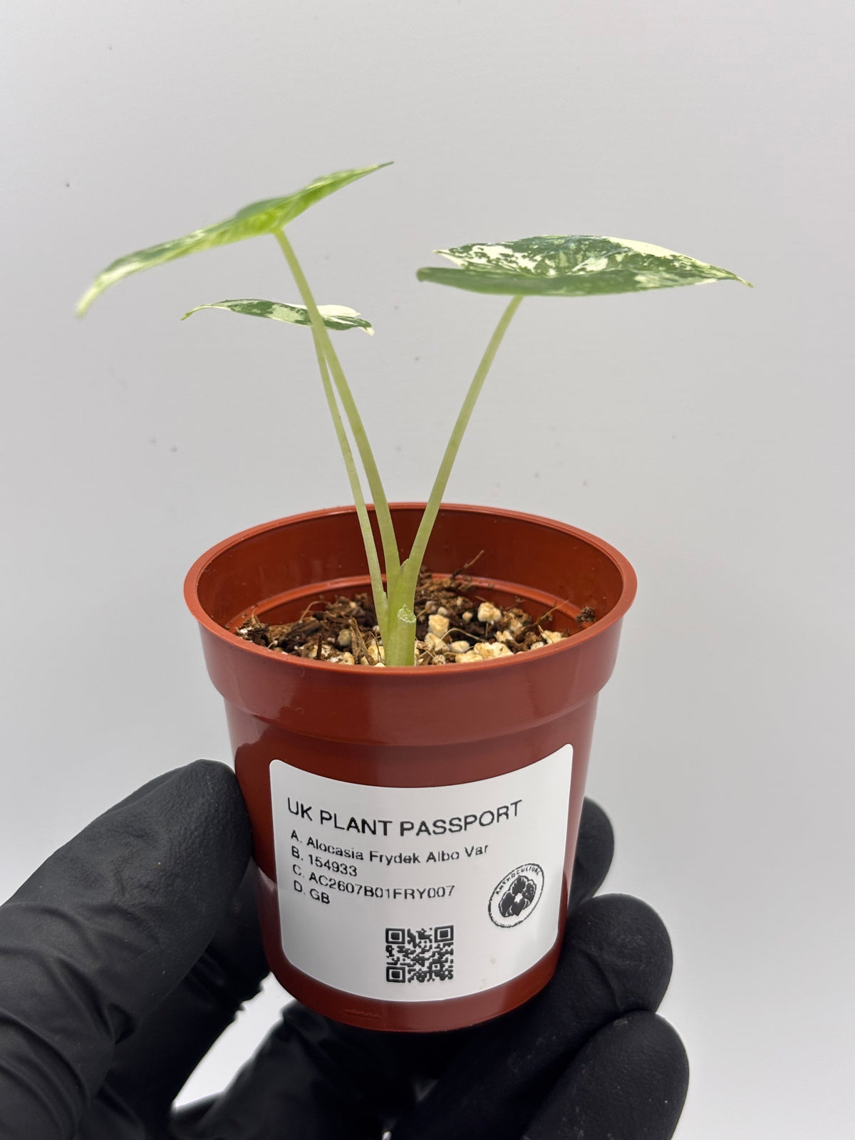Alocasia Frydek Albo Variegated #7