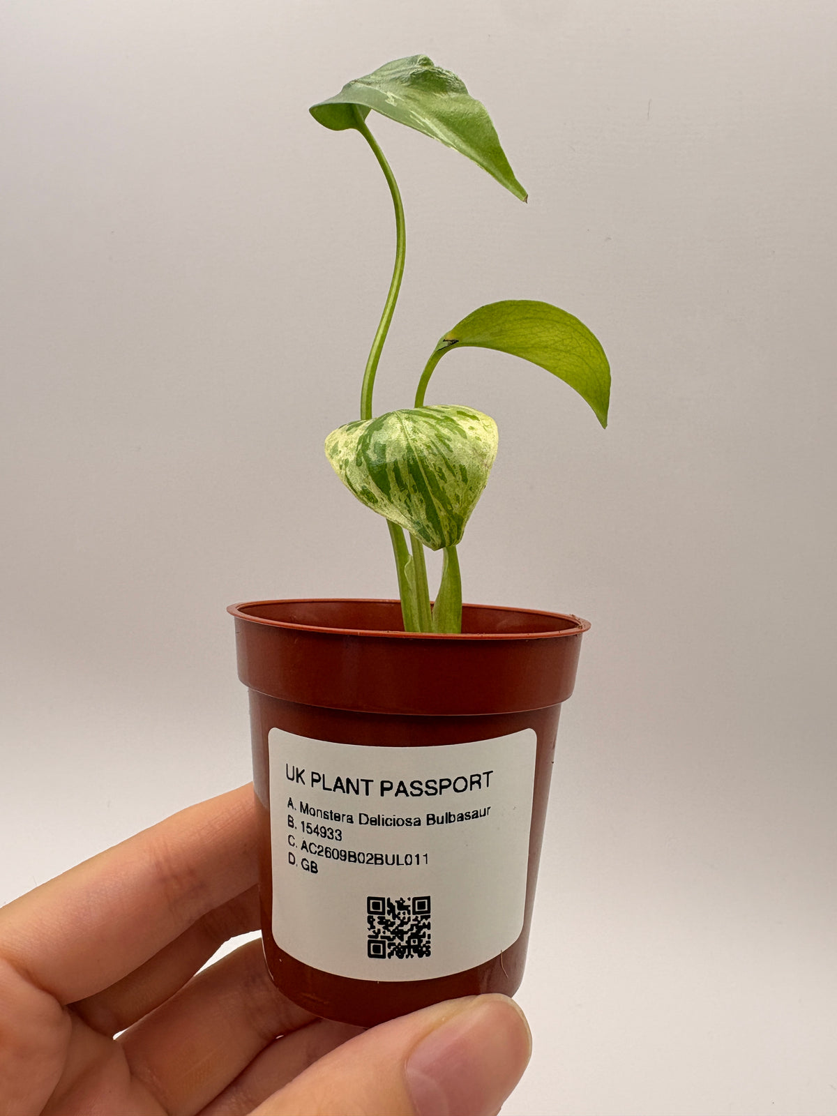Monstera Deliciosa Bulbasaur #11 exact plant photo 3