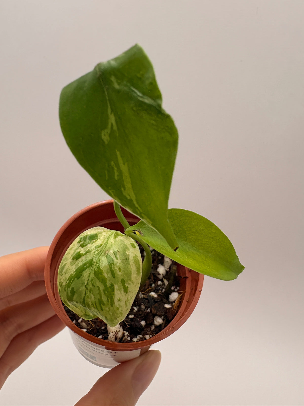 Monstera Deliciosa Bulbasaur #11 exact plant photo 4
