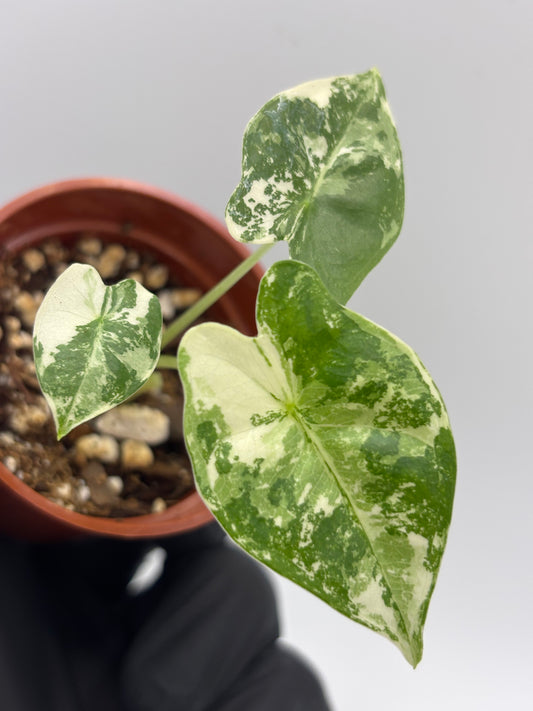 Alocasia Frydek Albo Variegated #7