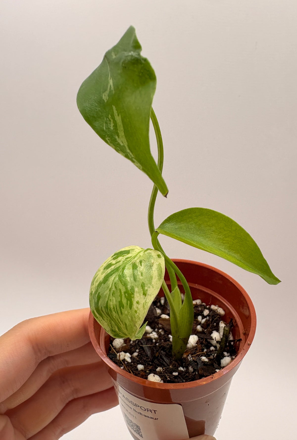 Monstera Deliciosa Bulbasaur #11 exact plant photo 5