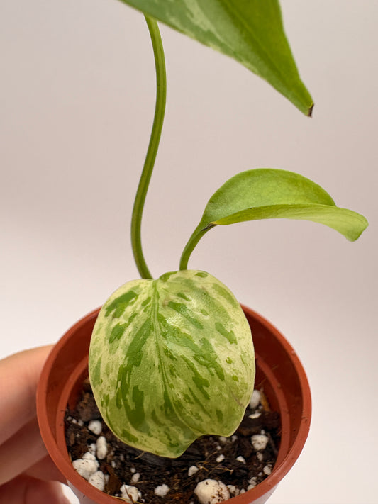 Monstera Deliciosa Bulbasaur #11 exact plant photo 1