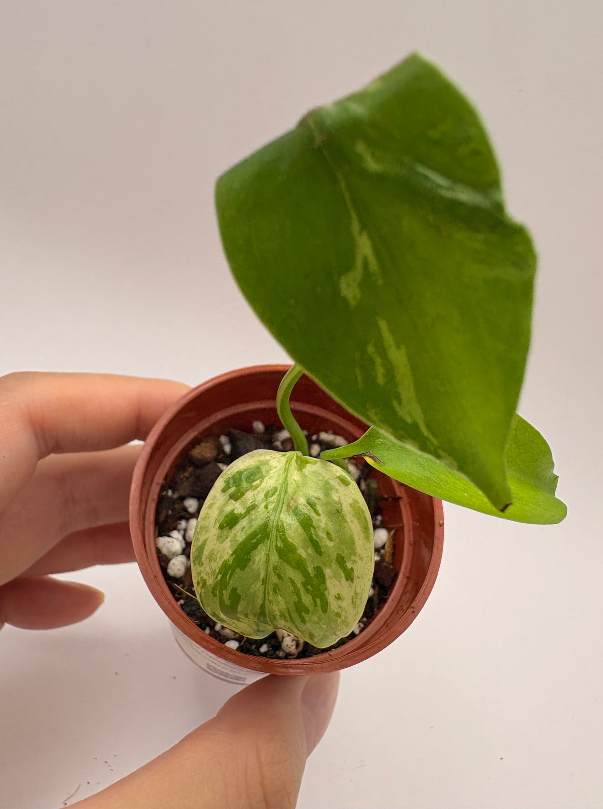 Monstera Deliciosa Bulbasaur #11 exact plant photo 2