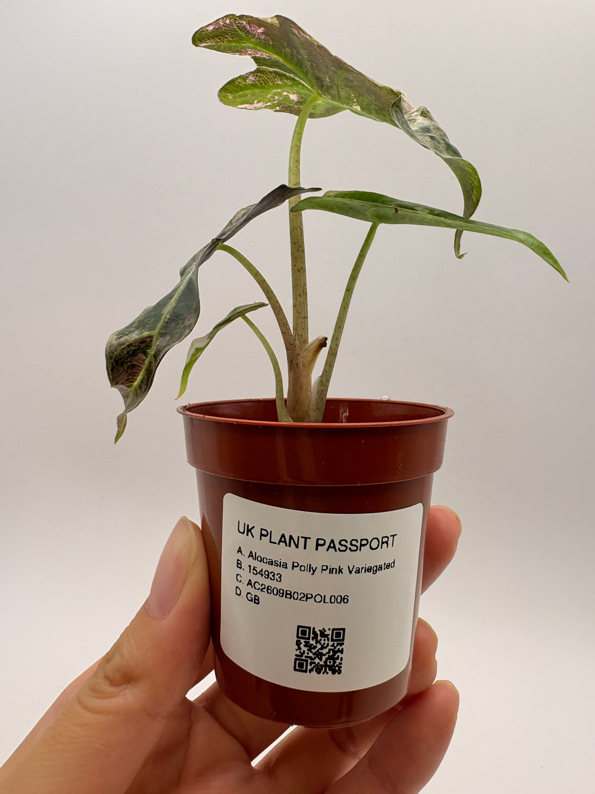 Alocasia Polly Pink Variegated #6 exact plant photo 6