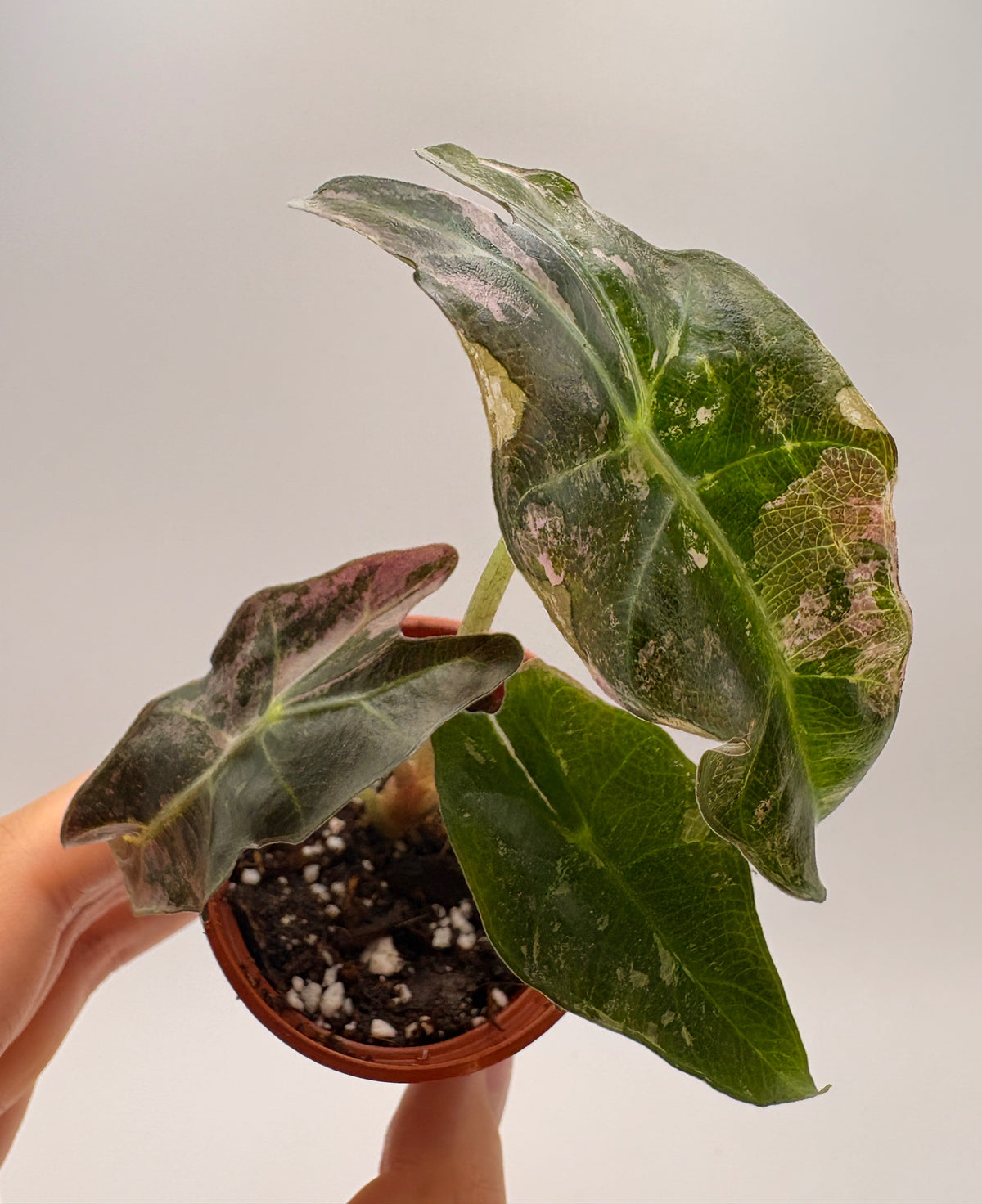Alocasia Polly Pink Variegated #6 exact plant photo 1