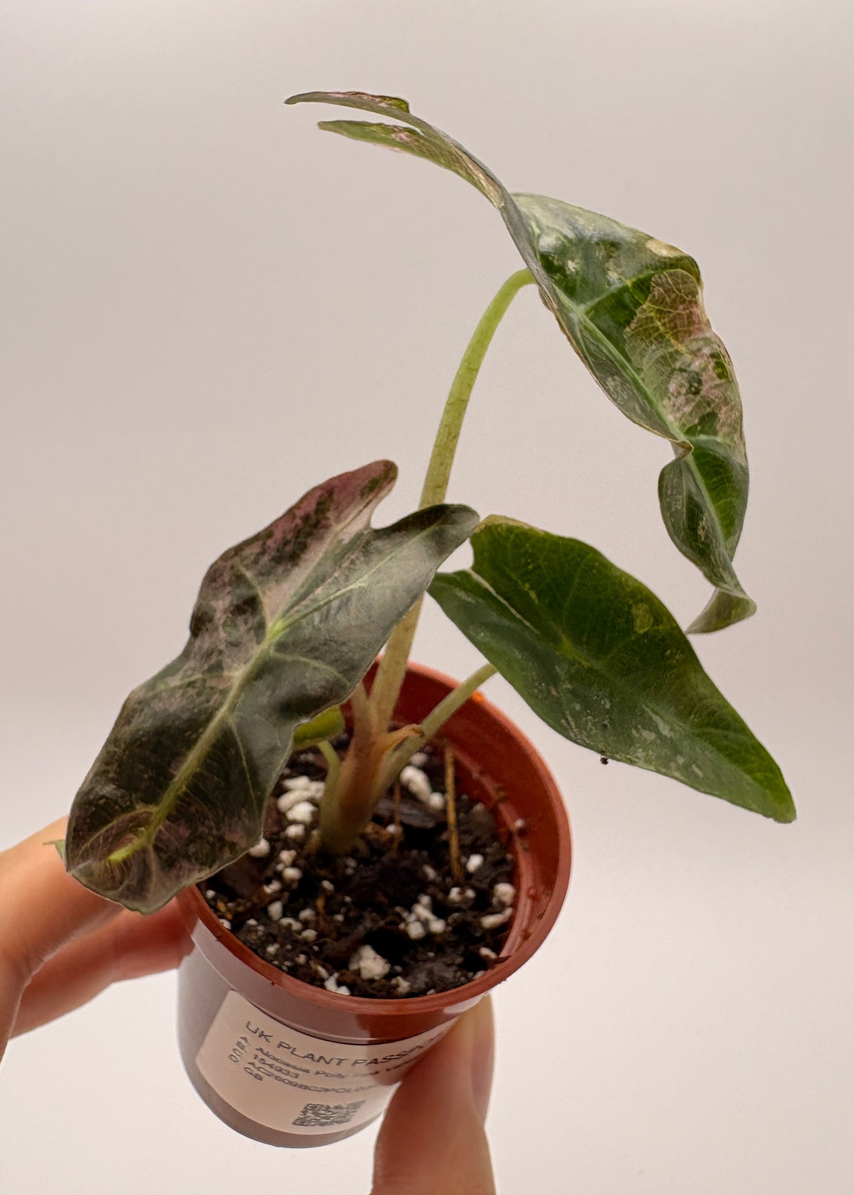 Alocasia Polly Pink Variegated #6 exact plant photo 2