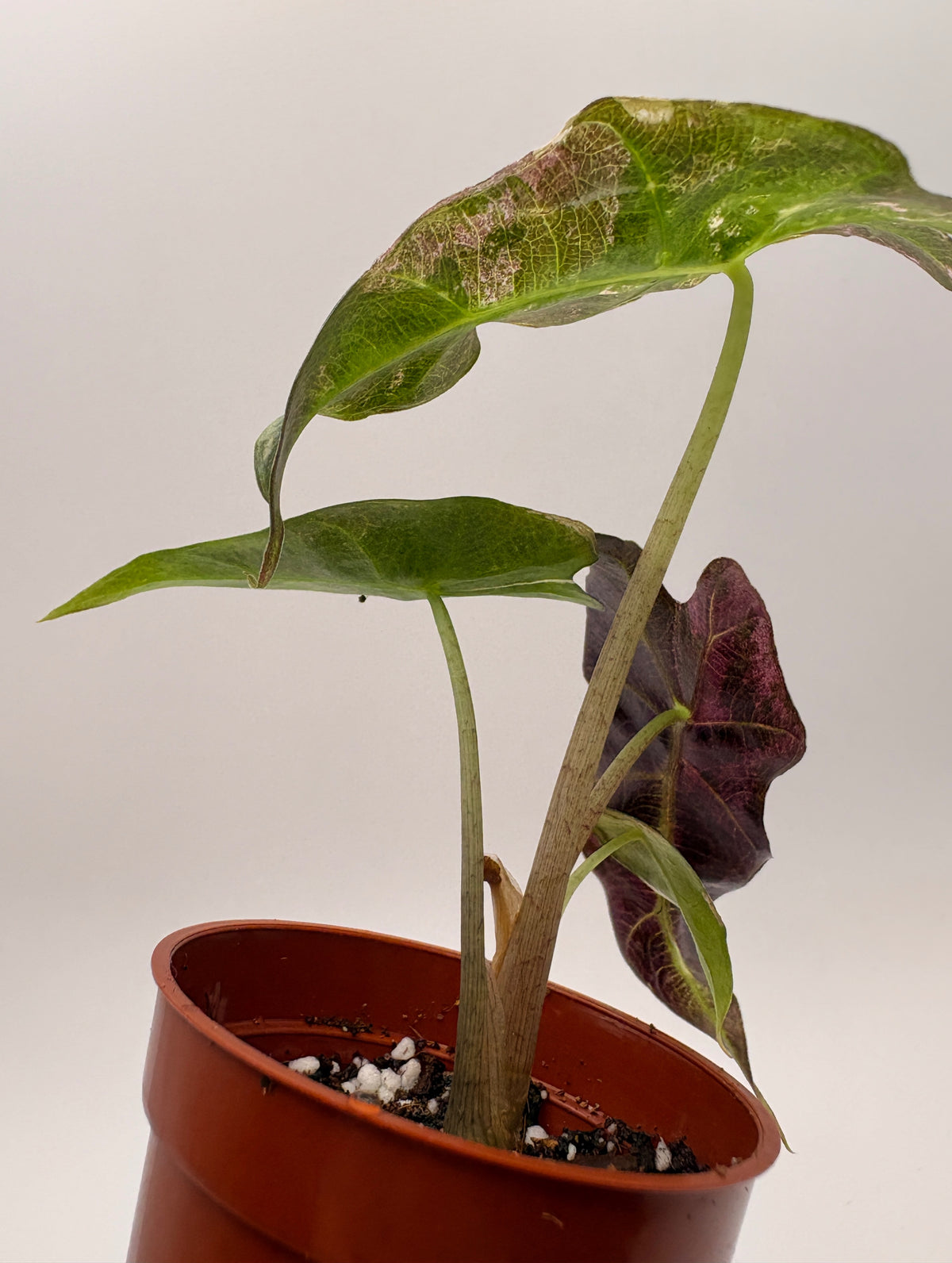 Alocasia Polly Pink Variegated #6 exact plant photo 3