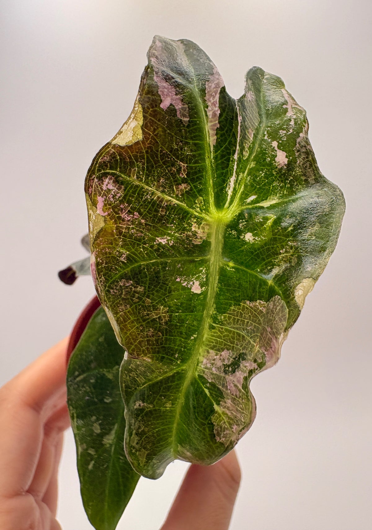 Alocasia Polly Pink Variegated #6 exact plant photo 4