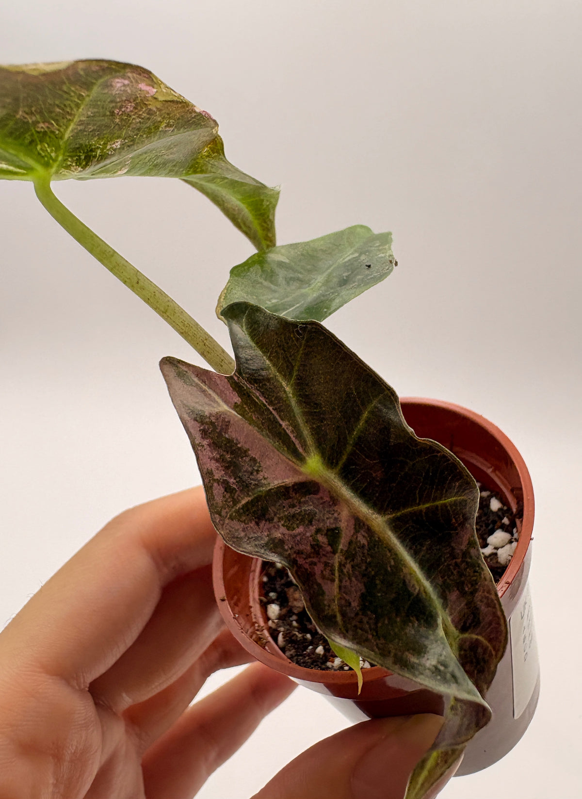 Alocasia Polly Pink Variegated #6 exact plant photo 5