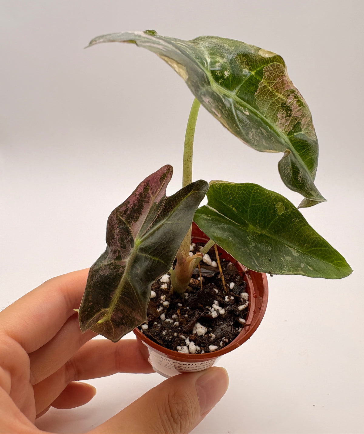 Alocasia Polly Pink Variegated #6 exact plant photo 7