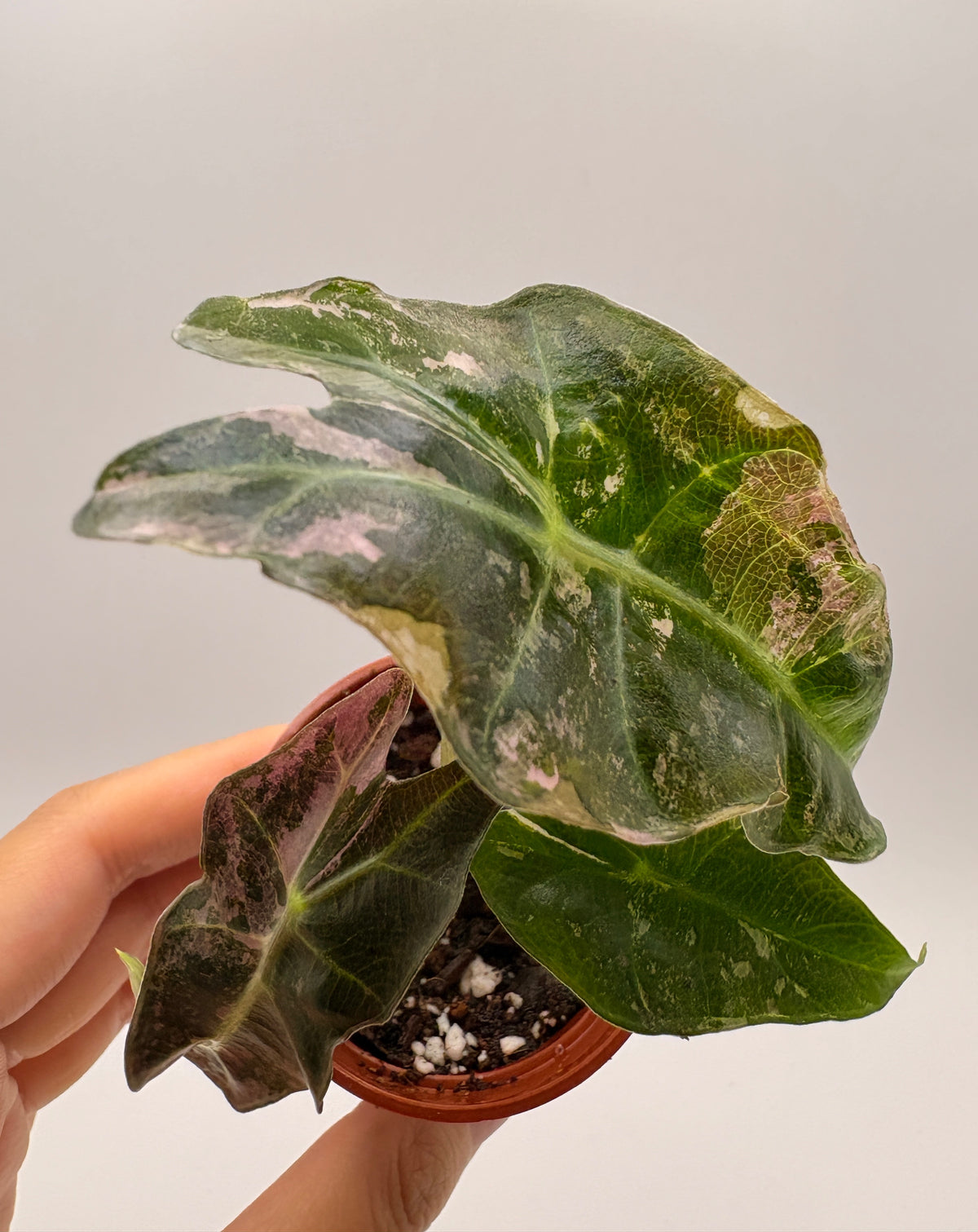 Alocasia Polly Pink Variegated #6 exact plant photo 8
