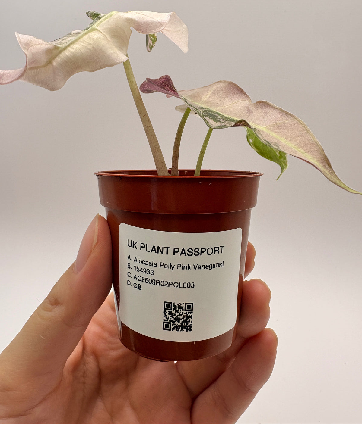 Alocasia Polly Pink Variegated #3 exact plant photo 3