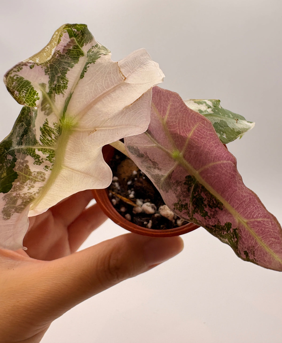 Alocasia Polly Pink Variegated #3 exact plant photo 2