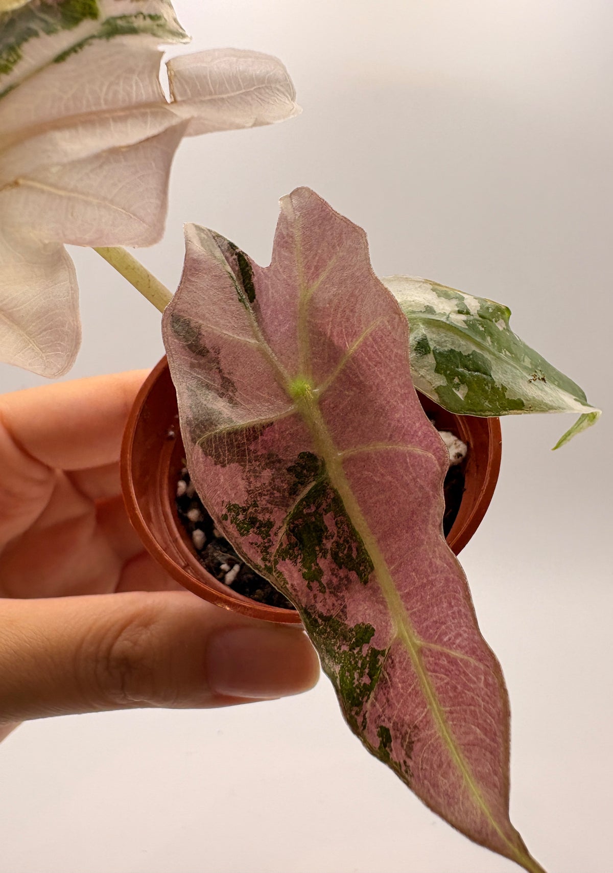 Alocasia Polly Pink Variegated #3 exact plant photo 4