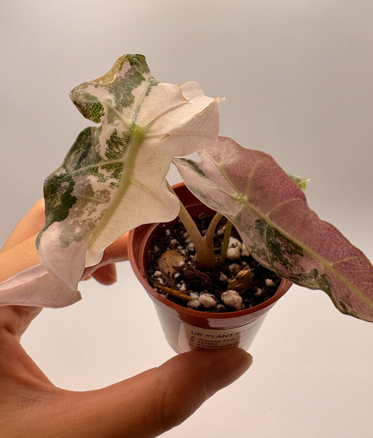 Alocasia Polly Pink Variegated #3 exact plant photo 1